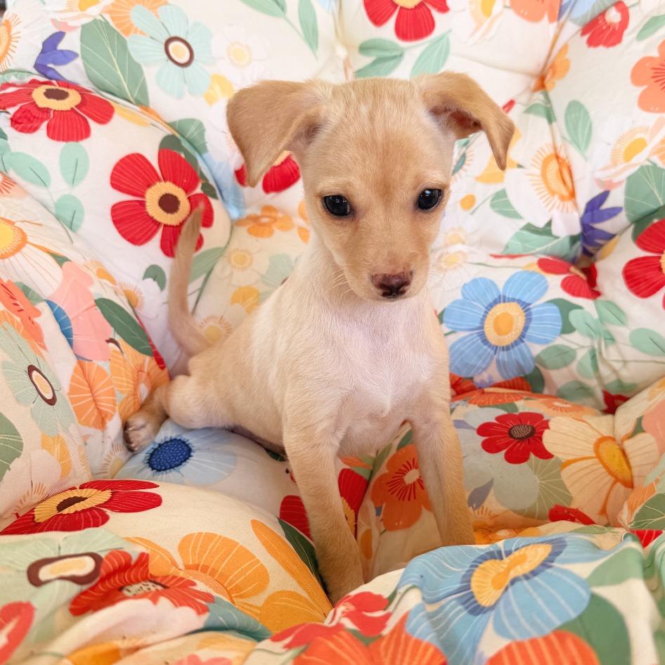 Enlarge Poboy, a Adopted mixed breed in Flower Mound, TX image 2/4