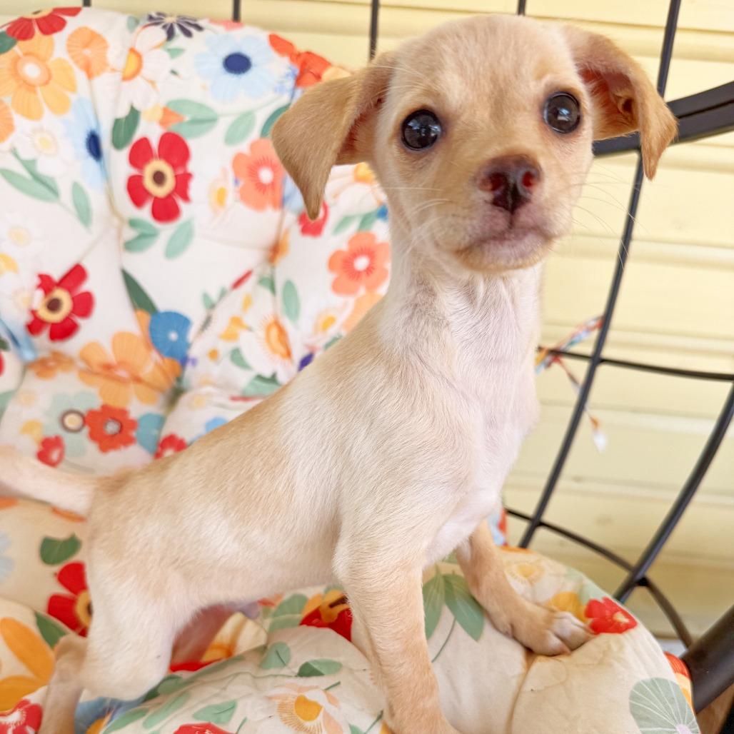 Enlarge Poboy, a Adopted mixed breed in Flower Mound, TX image 3/4