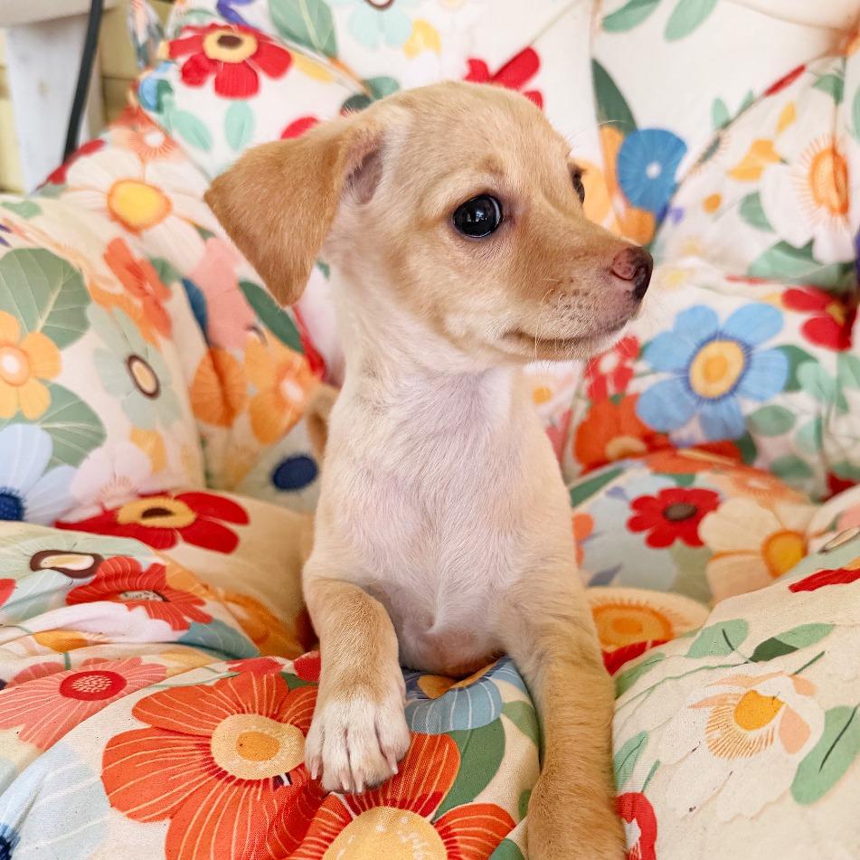 Enlarge Poboy, a Adopted mixed breed in Flower Mound, TX image 4/4
