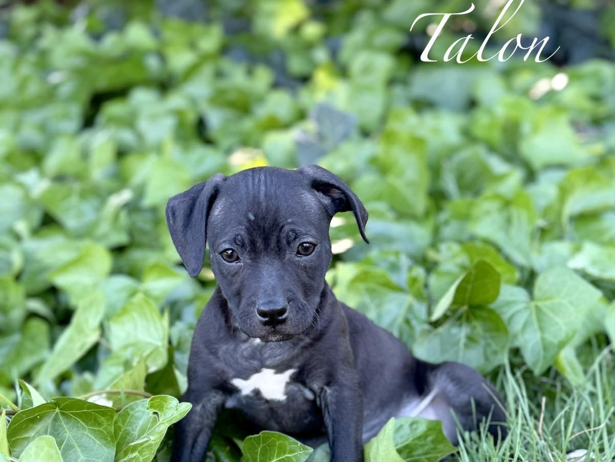 Enlarge Talon, an adopted mixed breed in Orangevale, CA image 1/1