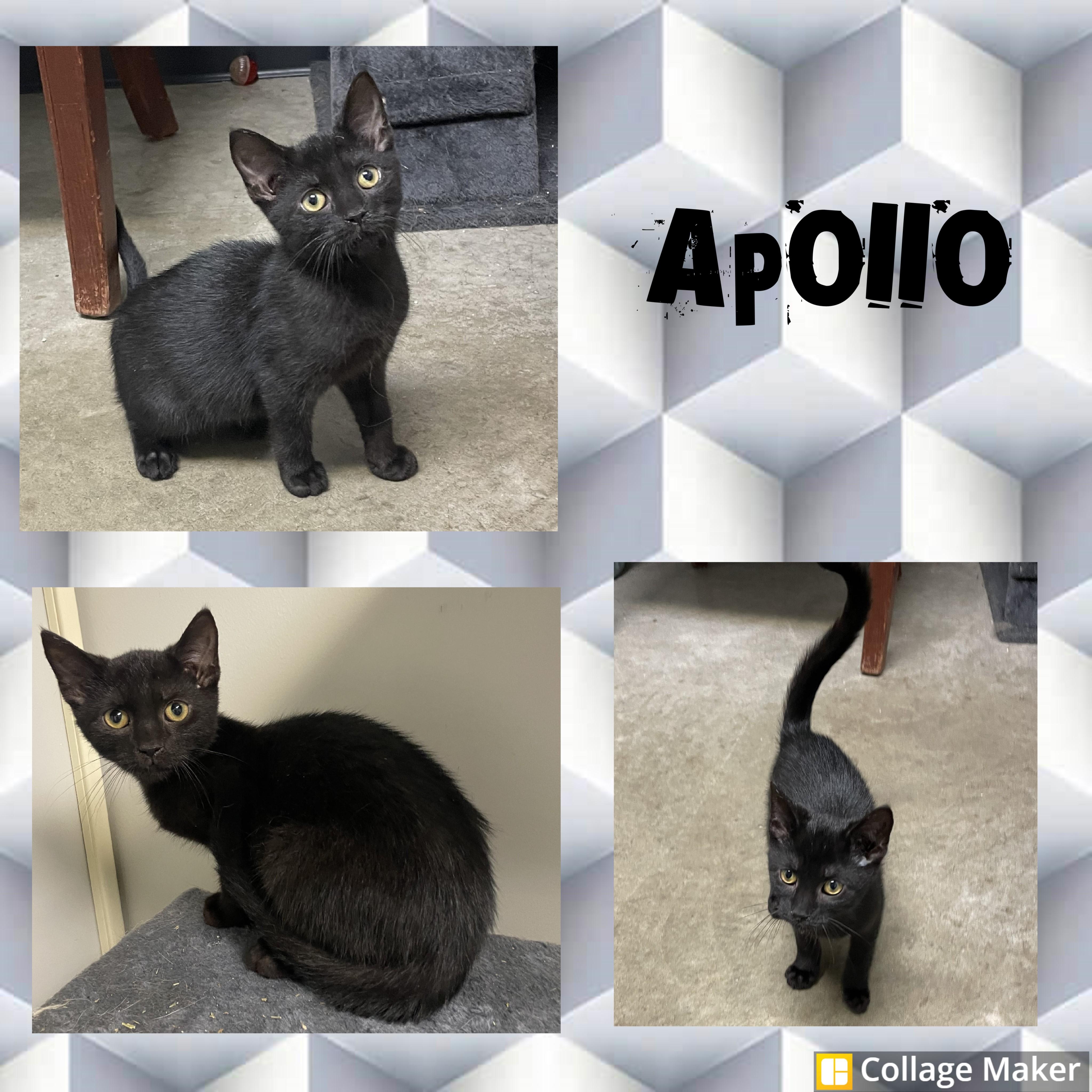 Apollo