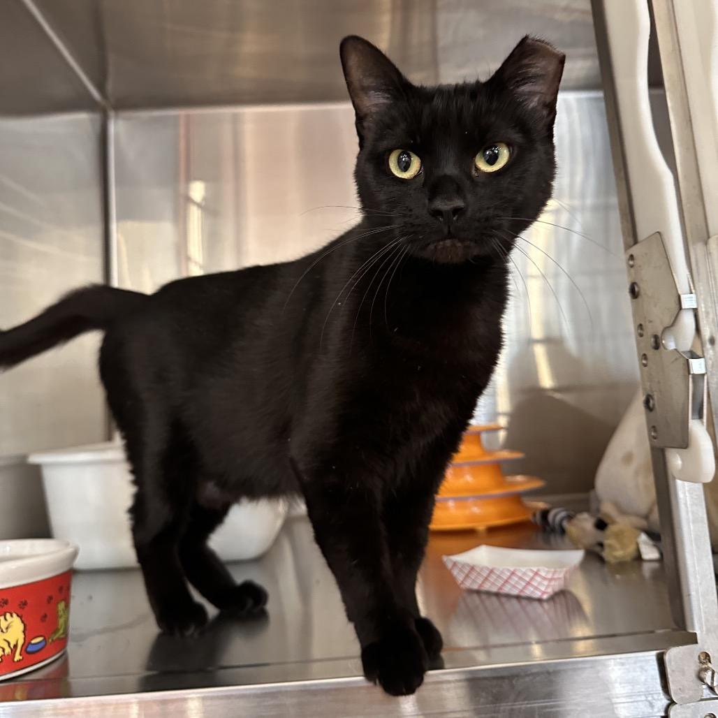 Tia, Adoptable, Adult Female Domestic Short Hair.