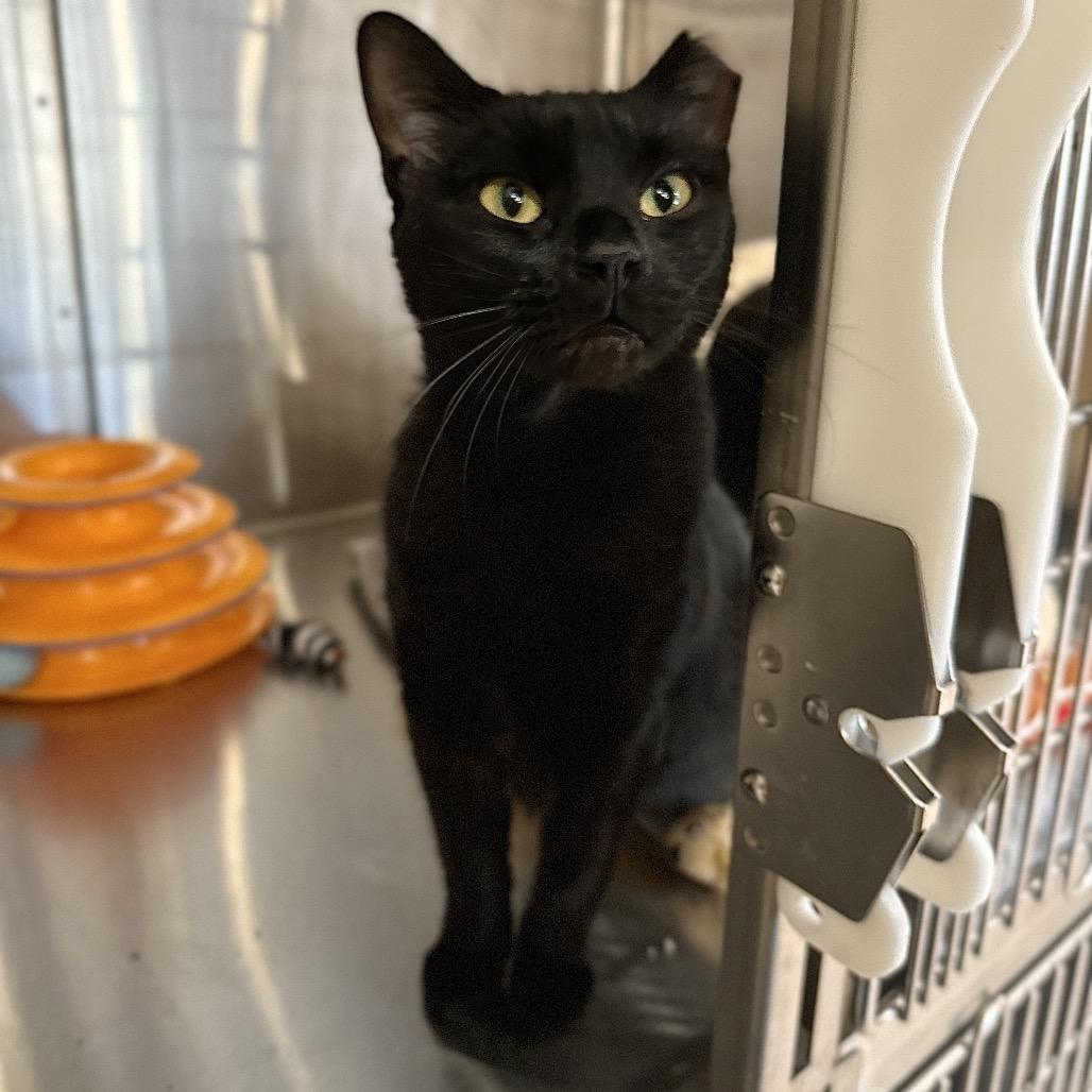 Enlarge Tia, a Adoptable Domestic Short Hair in Spokane, WA image 2/6