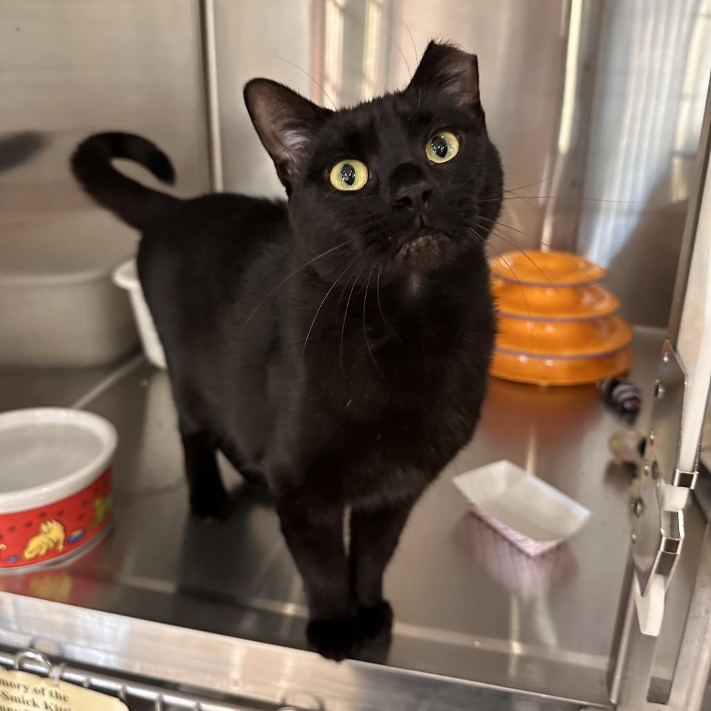 Enlarge Tia, a Adoptable Domestic Short Hair in Spokane, WA image 3/6