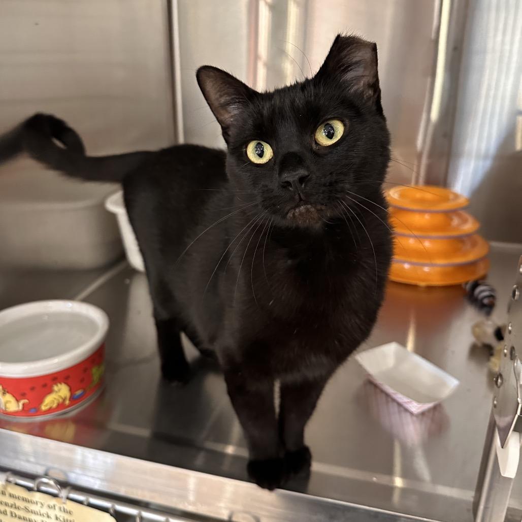 Enlarge Tia, a Adoptable Domestic Short Hair in Spokane, WA image 4/6