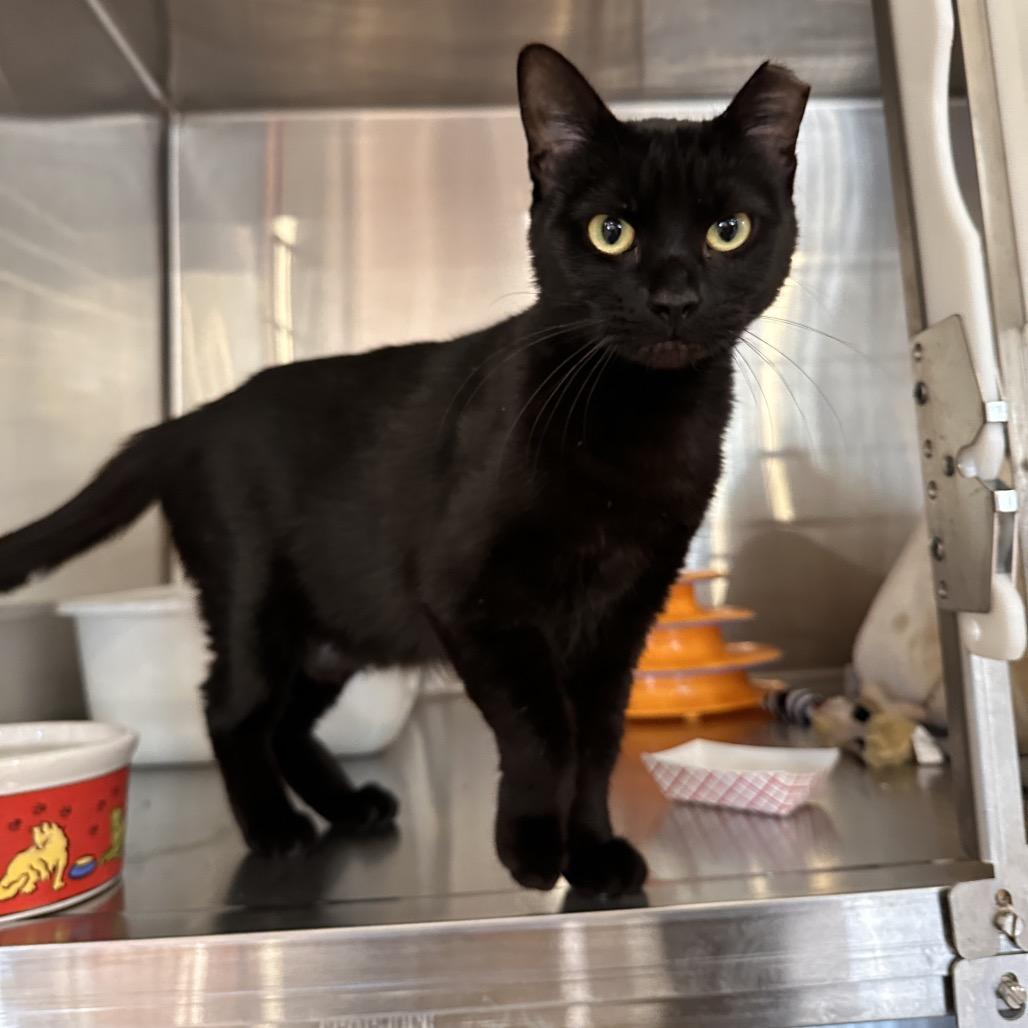Enlarge Tia, a Adoptable Domestic Short Hair in Spokane, WA image 5/6