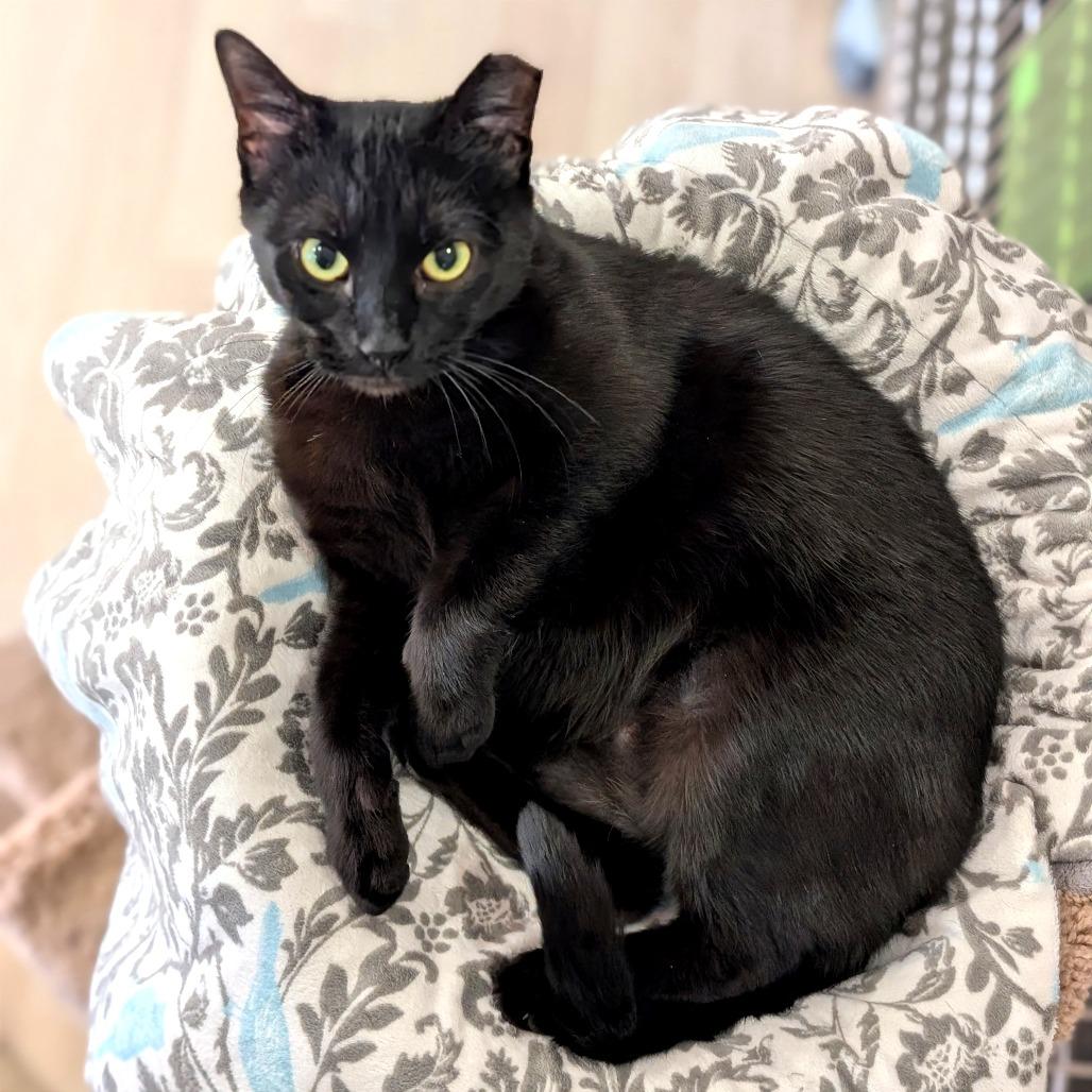 Enlarge Tia, a Adoptable Domestic Short Hair in Spokane, WA image 6/6