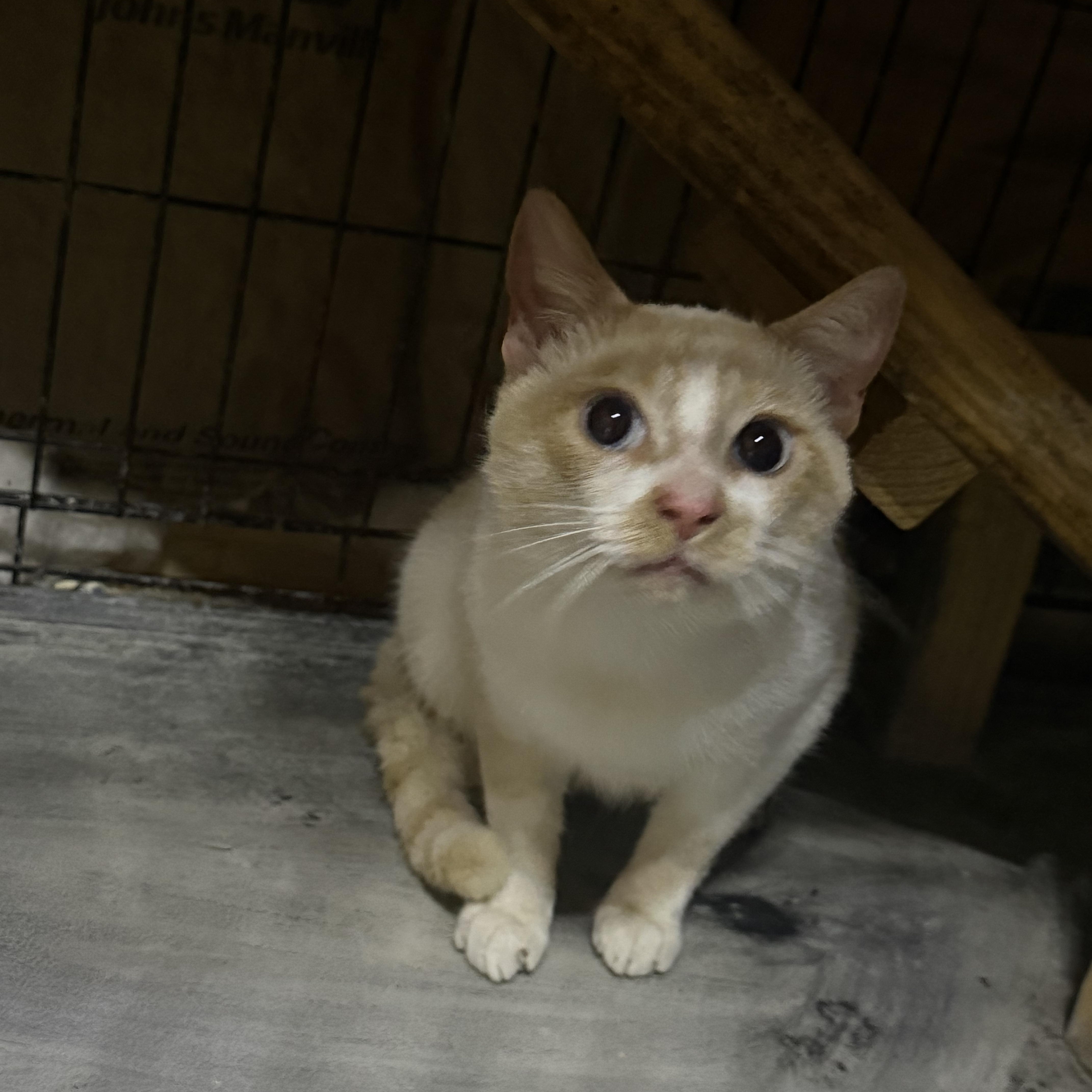Sparky, an adopted mixed breed in Leesville, LA image 4/6