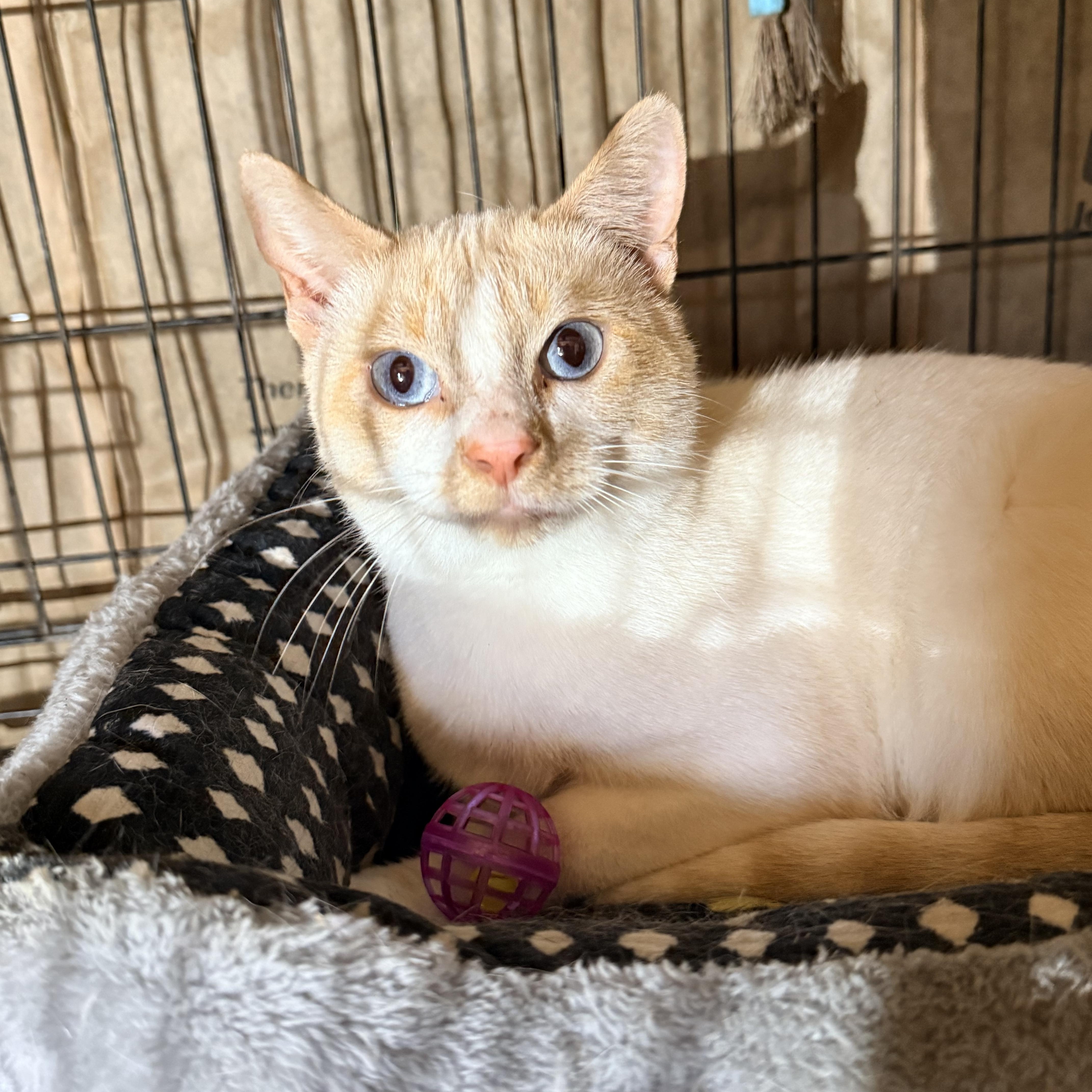 Sparky, an adopted mixed breed in Leesville, LA image 1/6