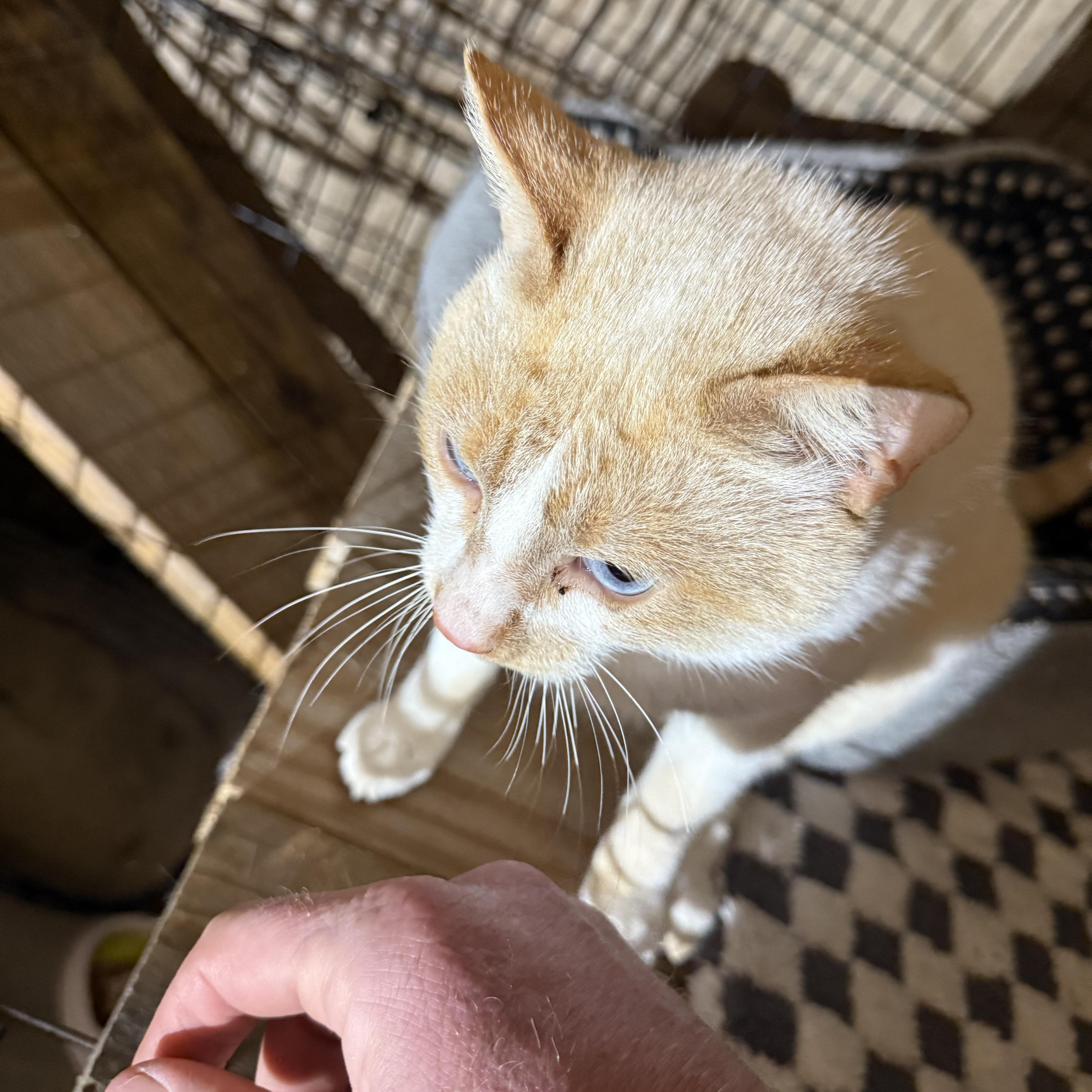 Sparky, an adopted mixed breed in Leesville, LA image 2/6