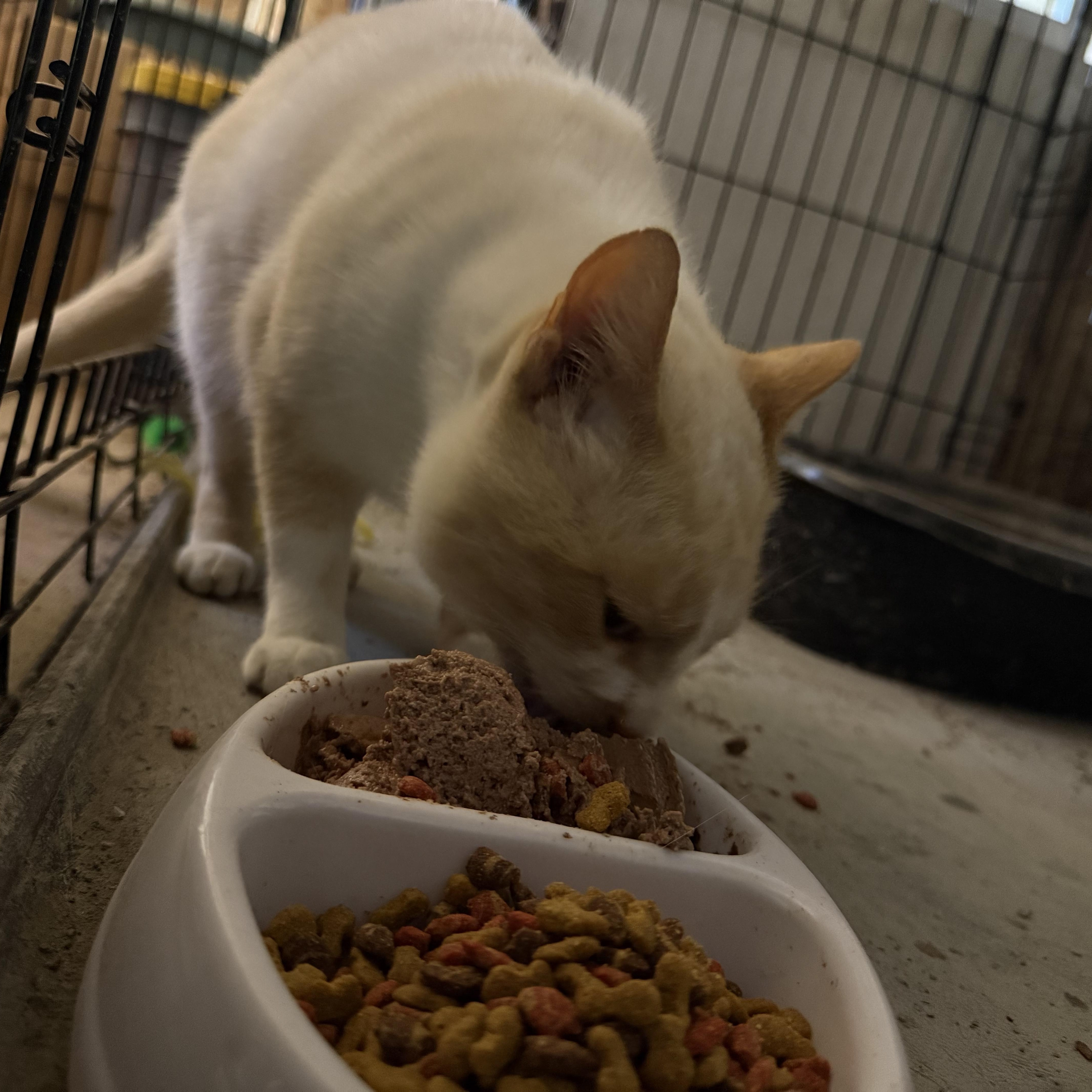 Sparky, an adopted mixed breed in Leesville, LA image 3/6