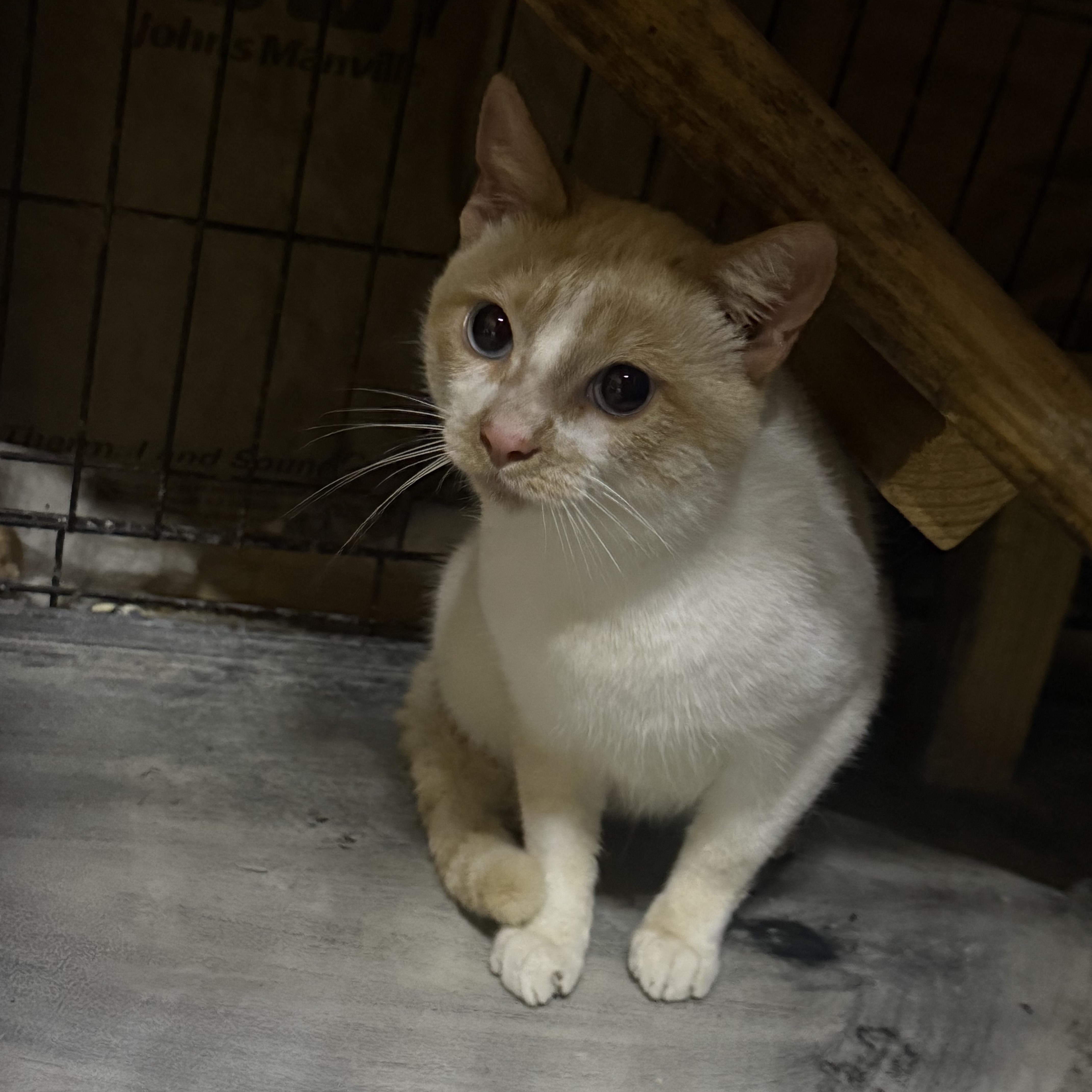 Sparky, an adopted mixed breed in Leesville, LA image 5/6