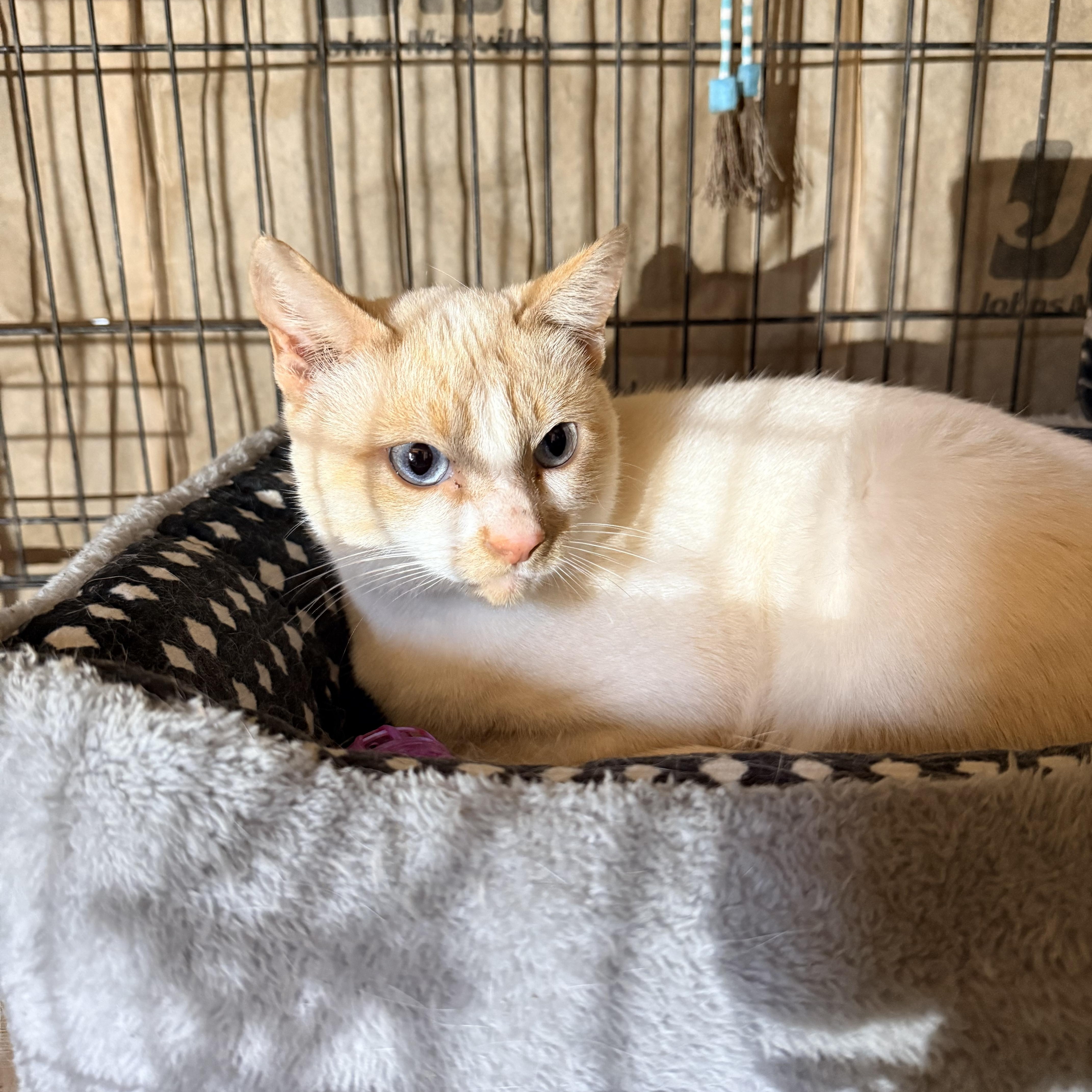 Sparky, adopted, Young Male Siamese & Himalayan.