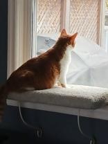 Maya, a ADOPTABLE Domestic Short Hair in Whitby, ON image 2/2