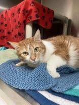 Maya, a ADOPTABLE Domestic Short Hair in Whitby, ON image 1/2