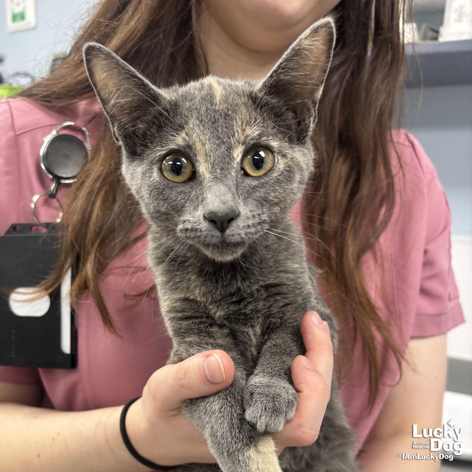 Enlarge Peace, a Adopted Domestic Short Hair in Washington, DC image 1/2