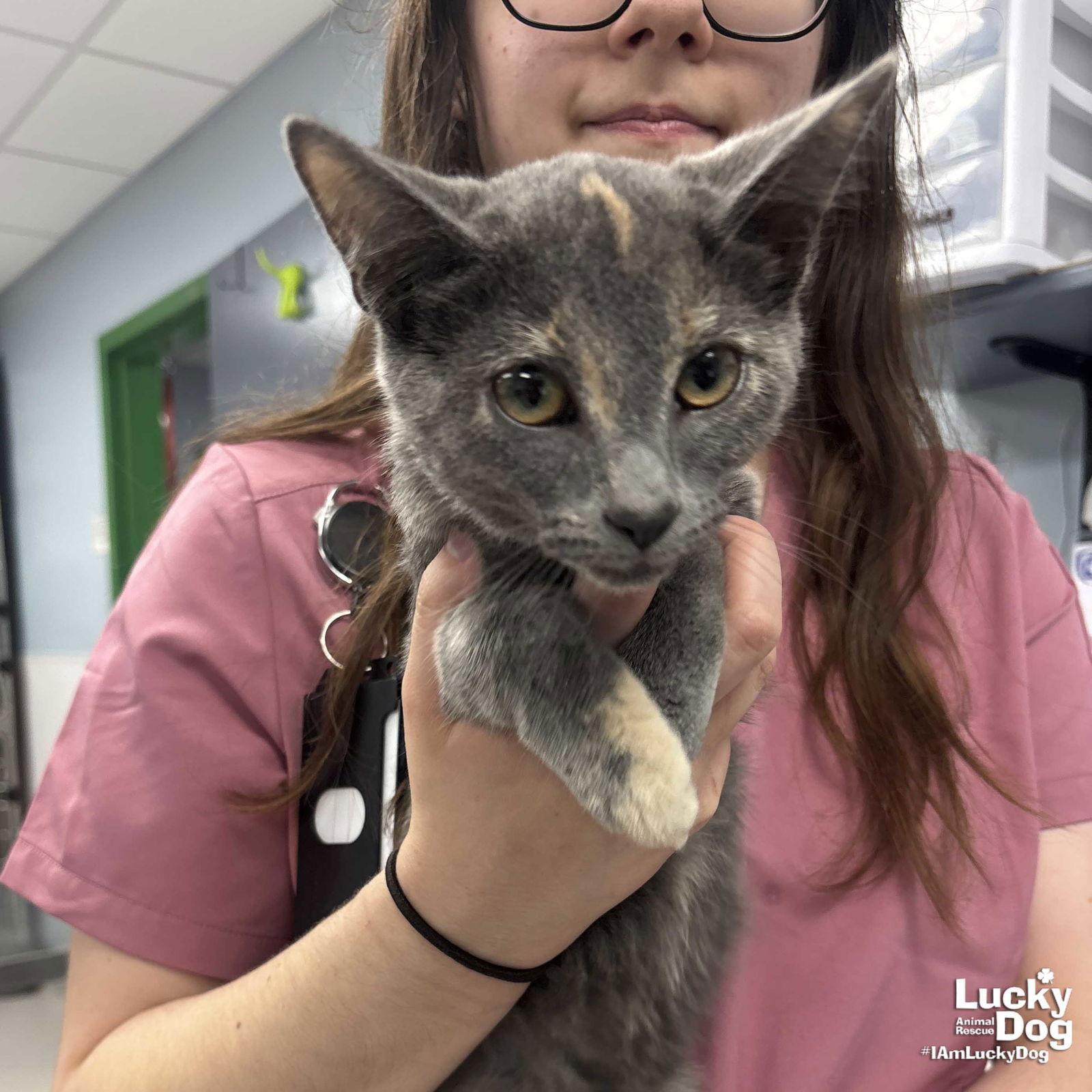 Enlarge Peace, a Adopted Domestic Short Hair in Washington, DC image 2/2