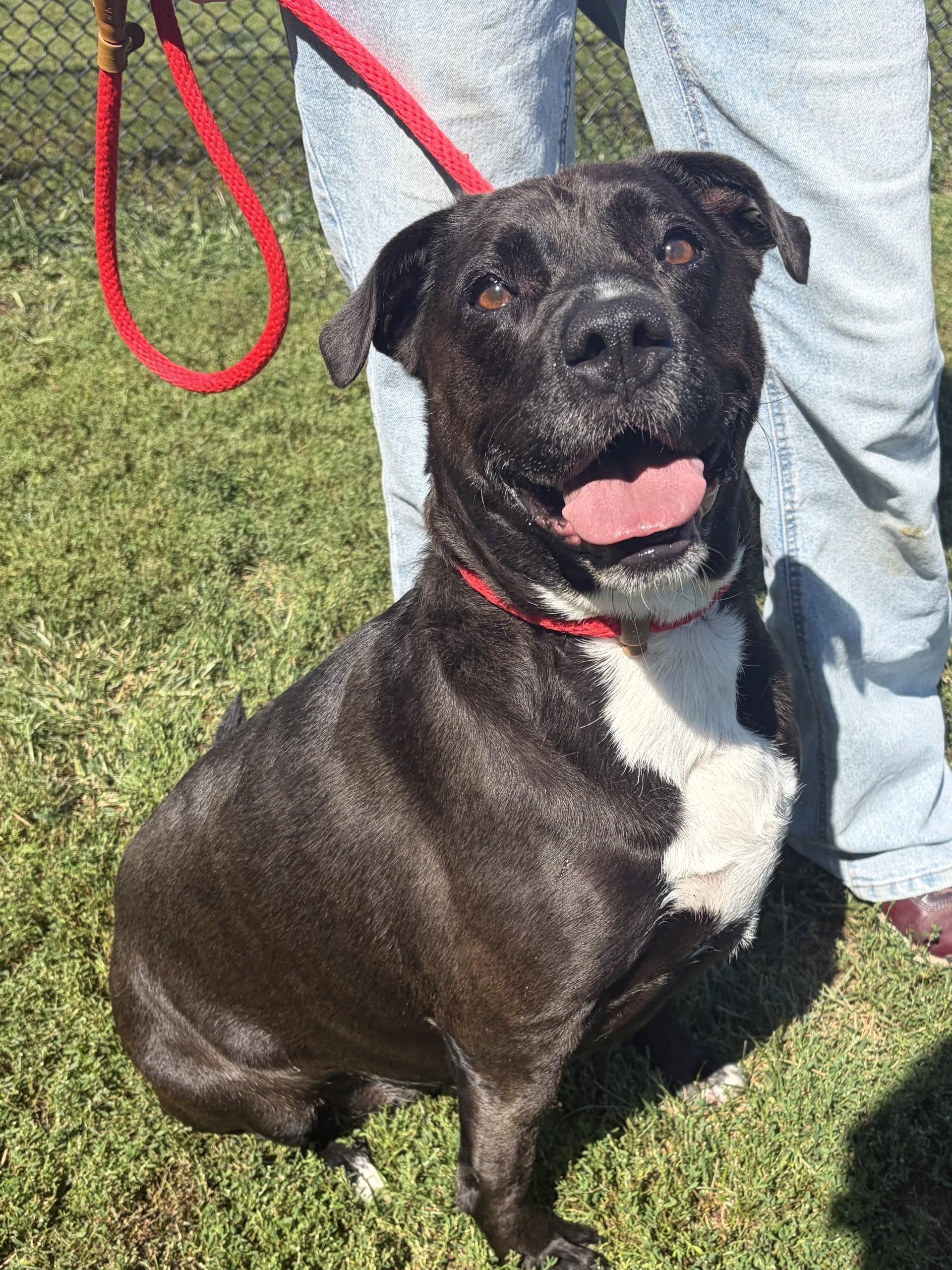 Enlarge Coraline, a Adoptable Pit Bull Terrier in Winchester, VA image 2/5