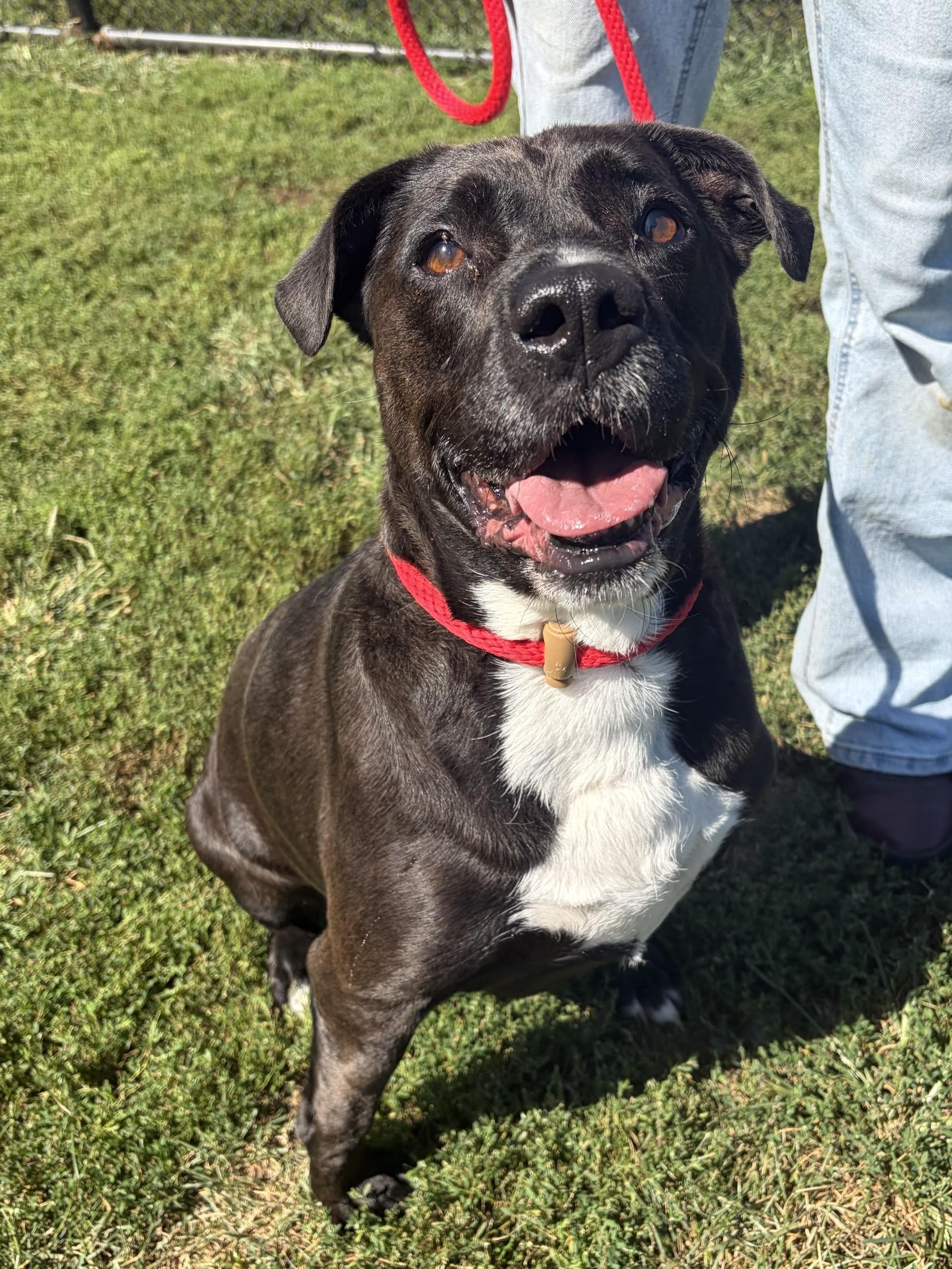 Coraline, Adoptable, Adult Female Pit Bull Terrier.