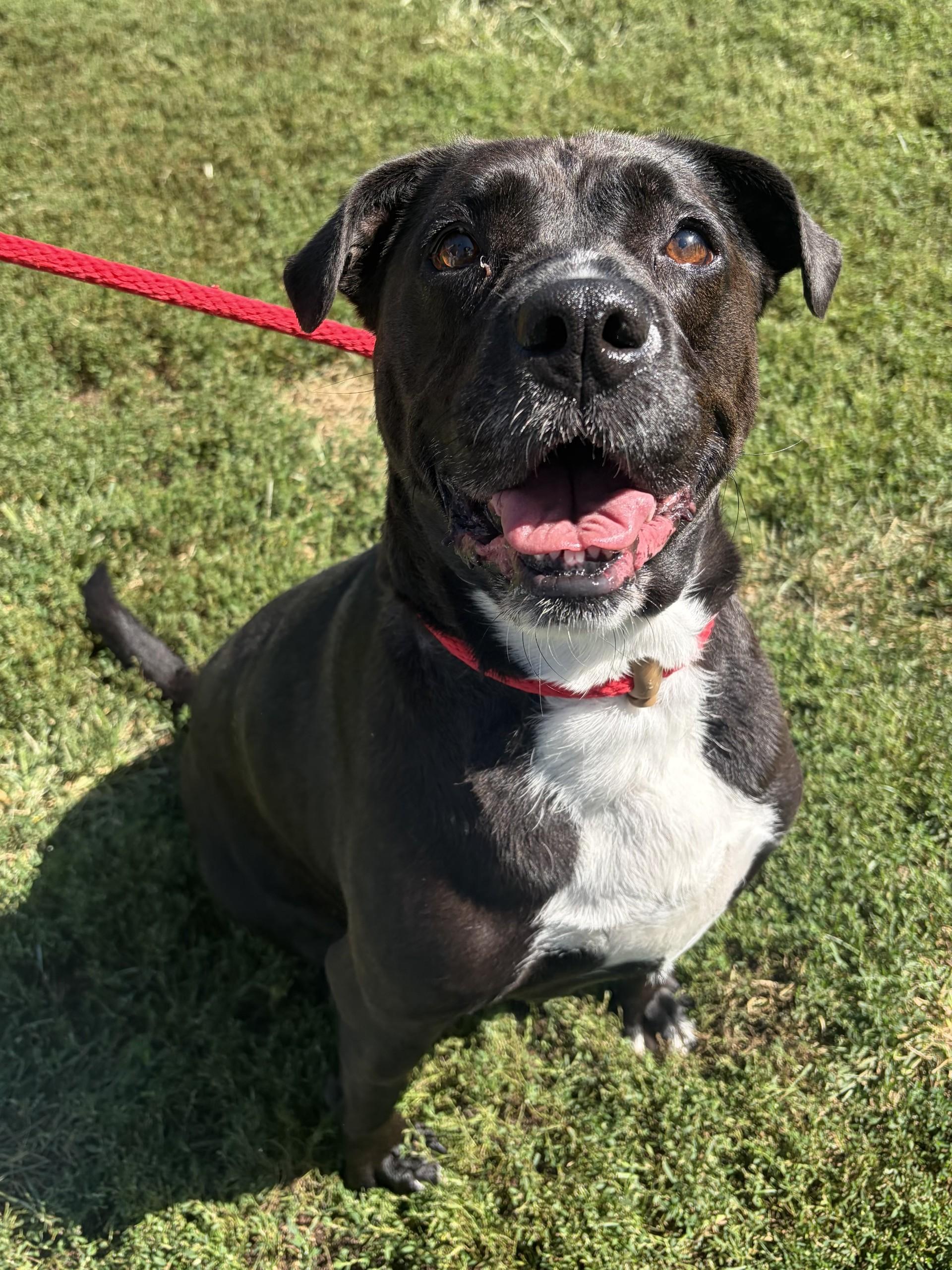 Enlarge Coraline, a Adoptable Pit Bull Terrier in Winchester, VA image 4/5