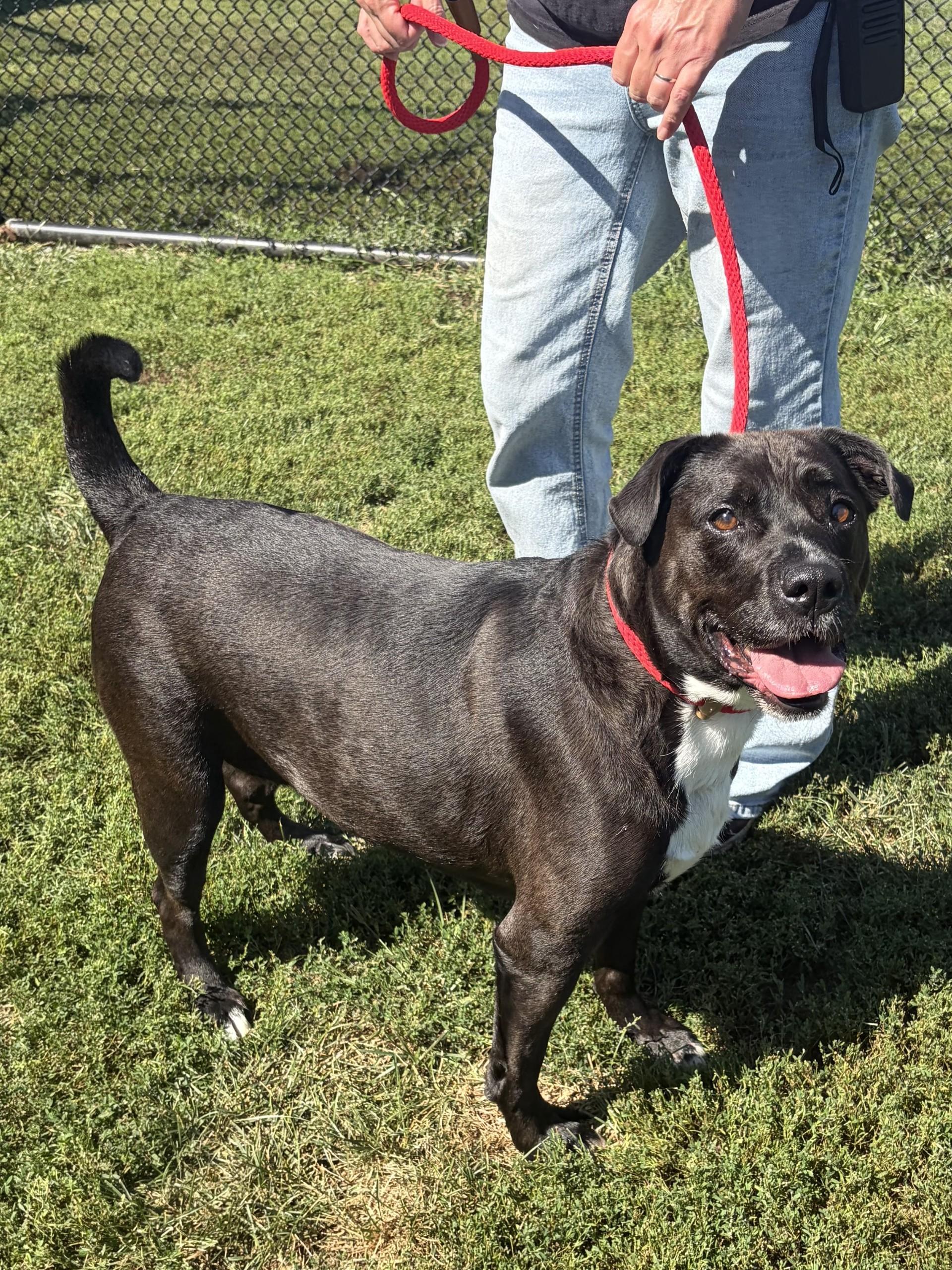 Enlarge Coraline, a Adoptable Pit Bull Terrier in Winchester, VA image 3/5