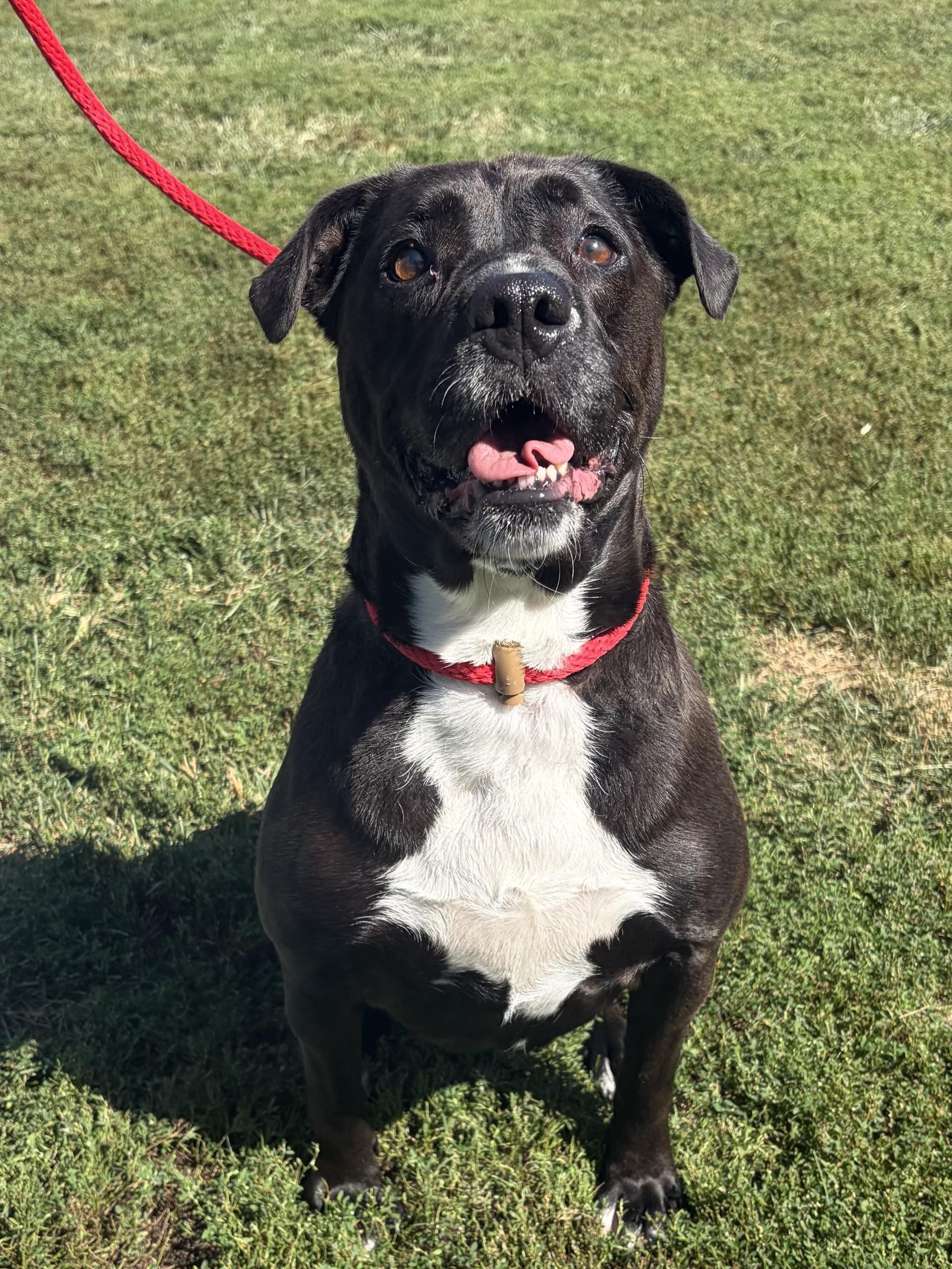 Enlarge Coraline, a Adoptable Pit Bull Terrier in Winchester, VA image 5/5