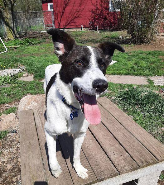 Zeke, Adoptable, Young Male Border Collie & Catahoula Leopard Dog.