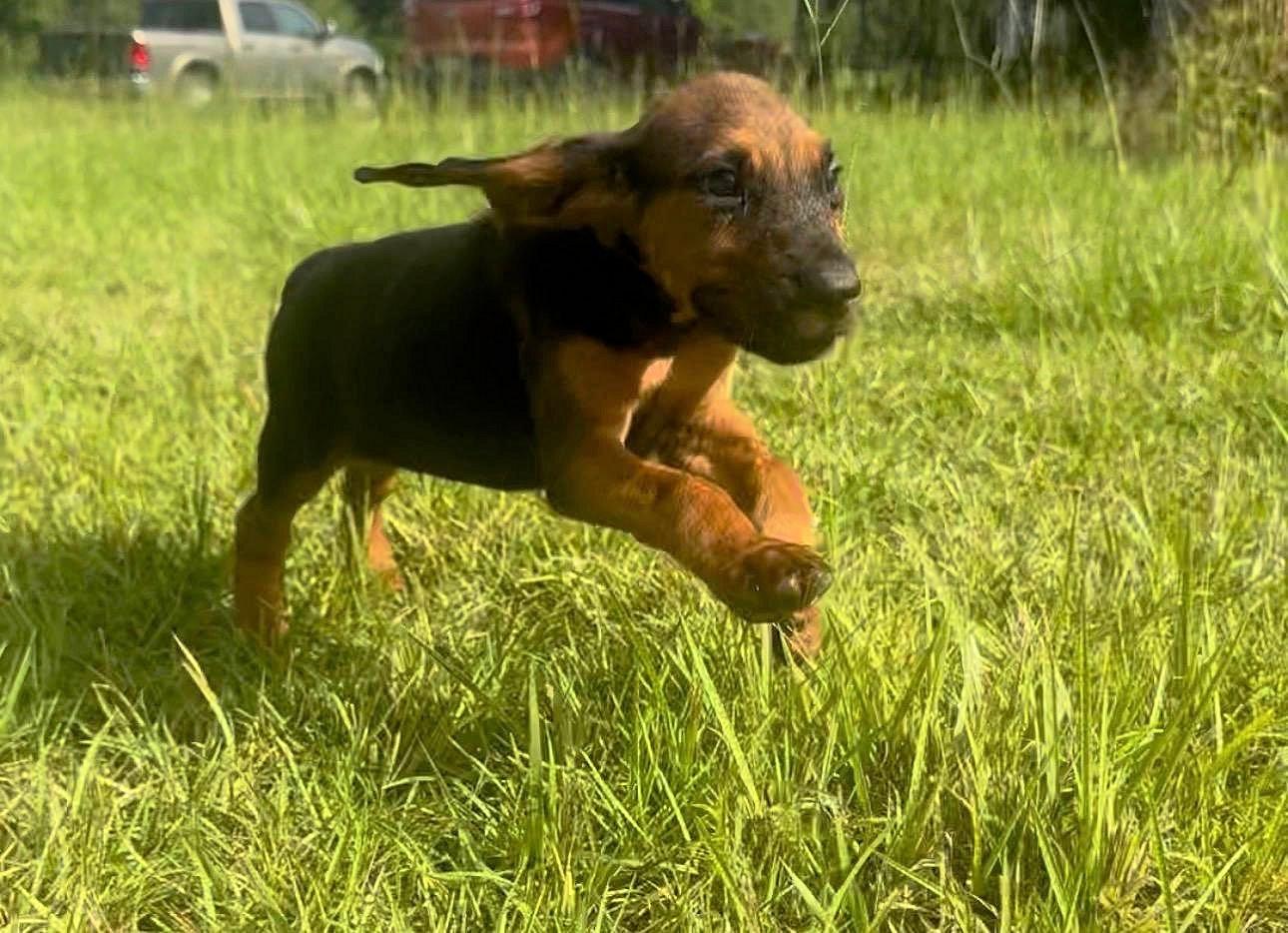 Enlarge Orion, & Apollo (AL), an adopted Bloodhound in Leawood, KS image 4/5