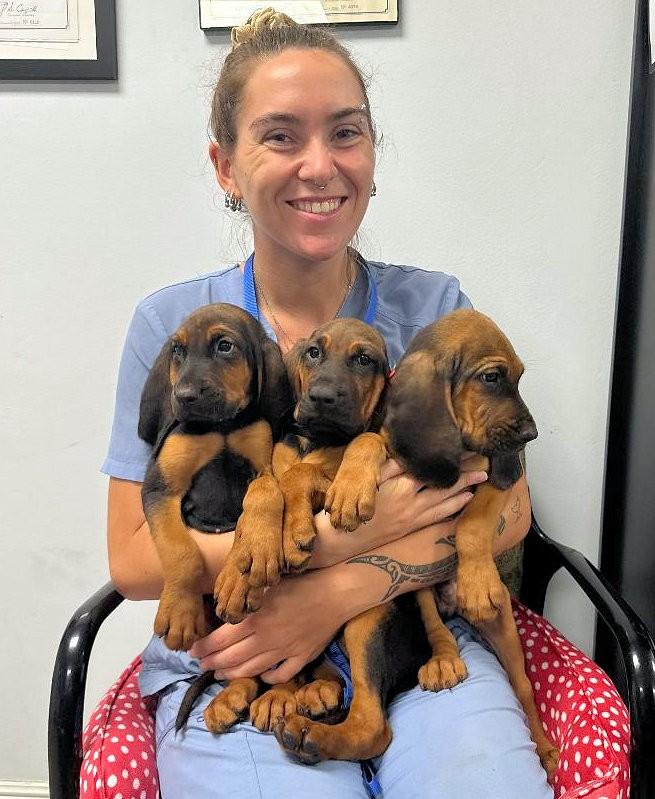 Orion, & Apollo (AL), adopted, Puppy Male Bloodhound.