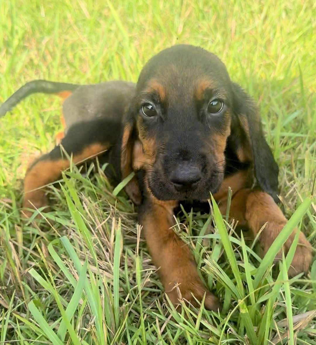 Enlarge Orion, & Apollo (AL), an adopted Bloodhound in Leawood, KS image 2/5