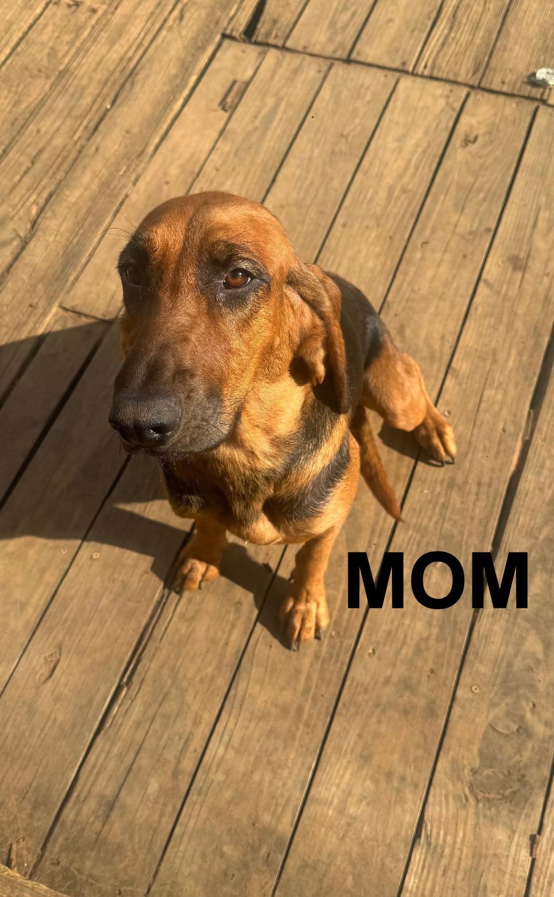 Enlarge Orion, & Apollo (AL), an adopted Bloodhound in Leawood, KS image 3/5