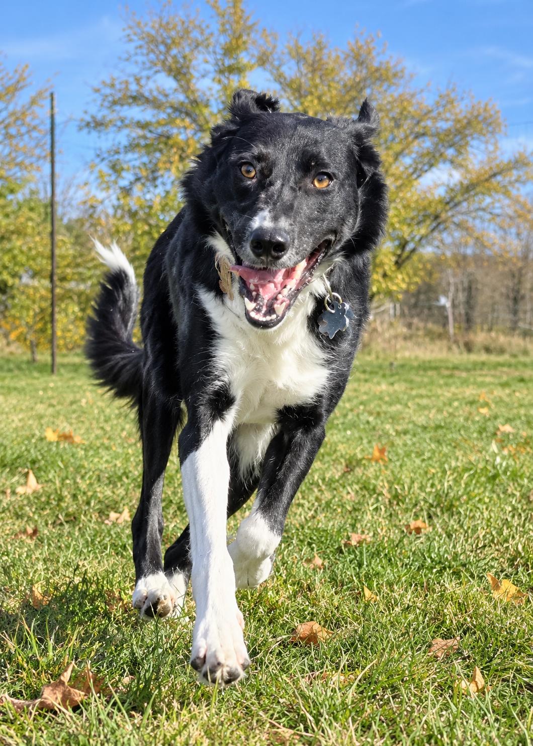 Enlarge Mint, a Adoptable Border Collie in Brainerd, MN image 3/6