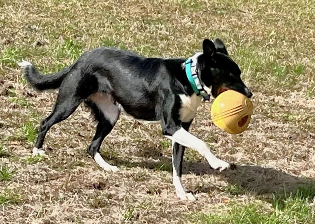 Enlarge Mint, a Adoptable Border Collie in Brainerd, MN image 6/6