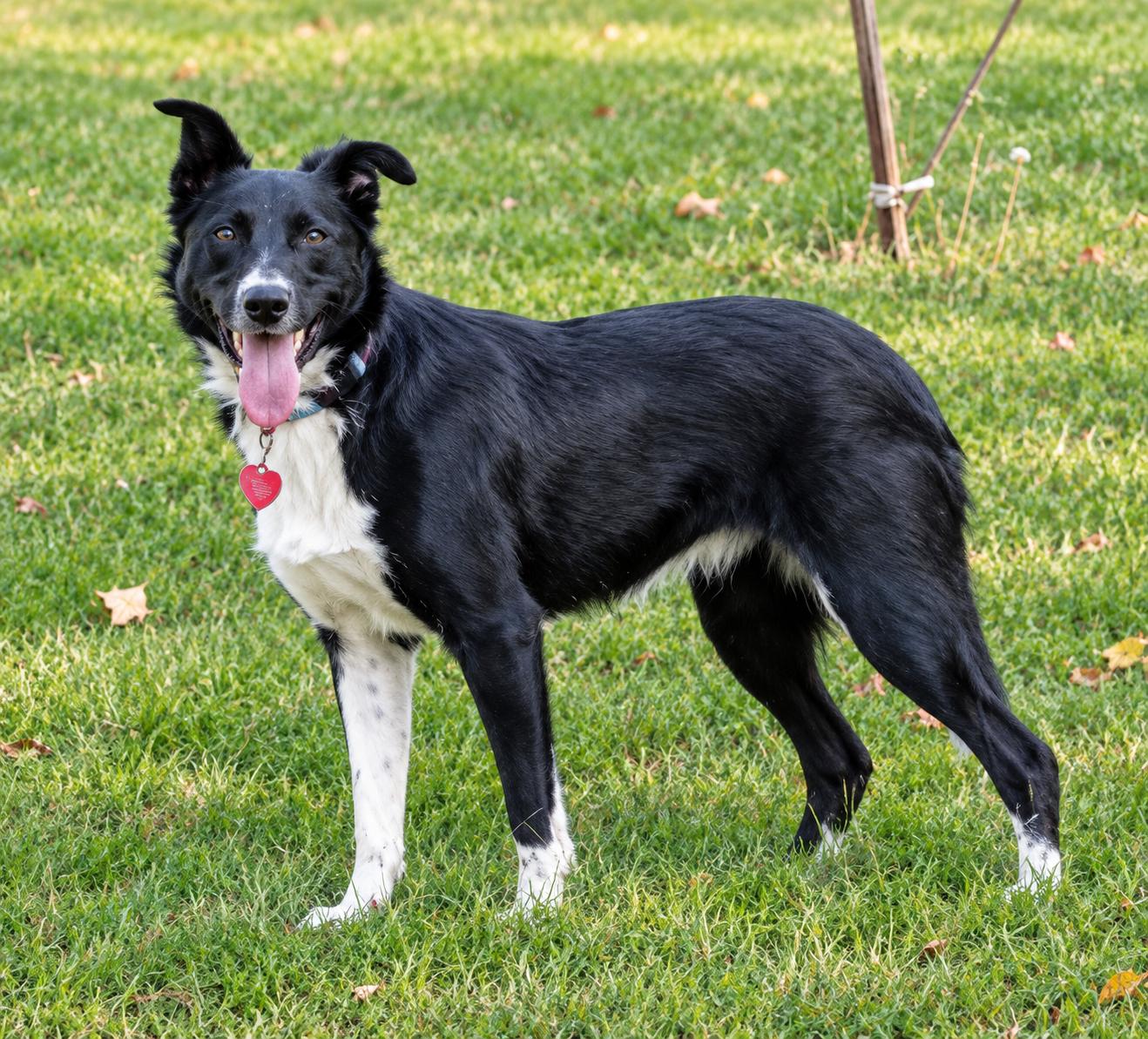 Enlarge Mint, a Adoptable Border Collie in Brainerd, MN image 4/6
