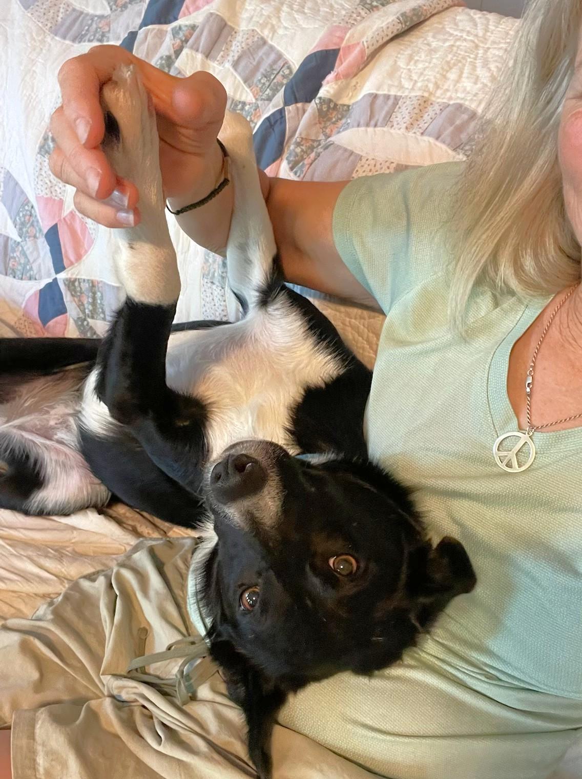 Enlarge Mint, a Adoptable Border Collie in Brainerd, MN image 2/6
