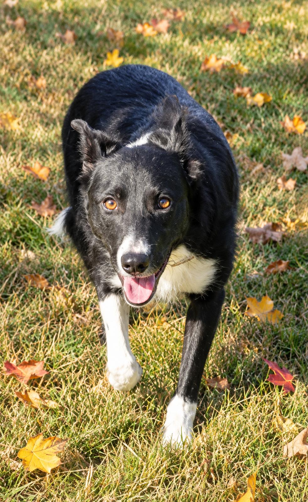 Enlarge Mint, a Adoptable Border Collie in Brainerd, MN image 5/6