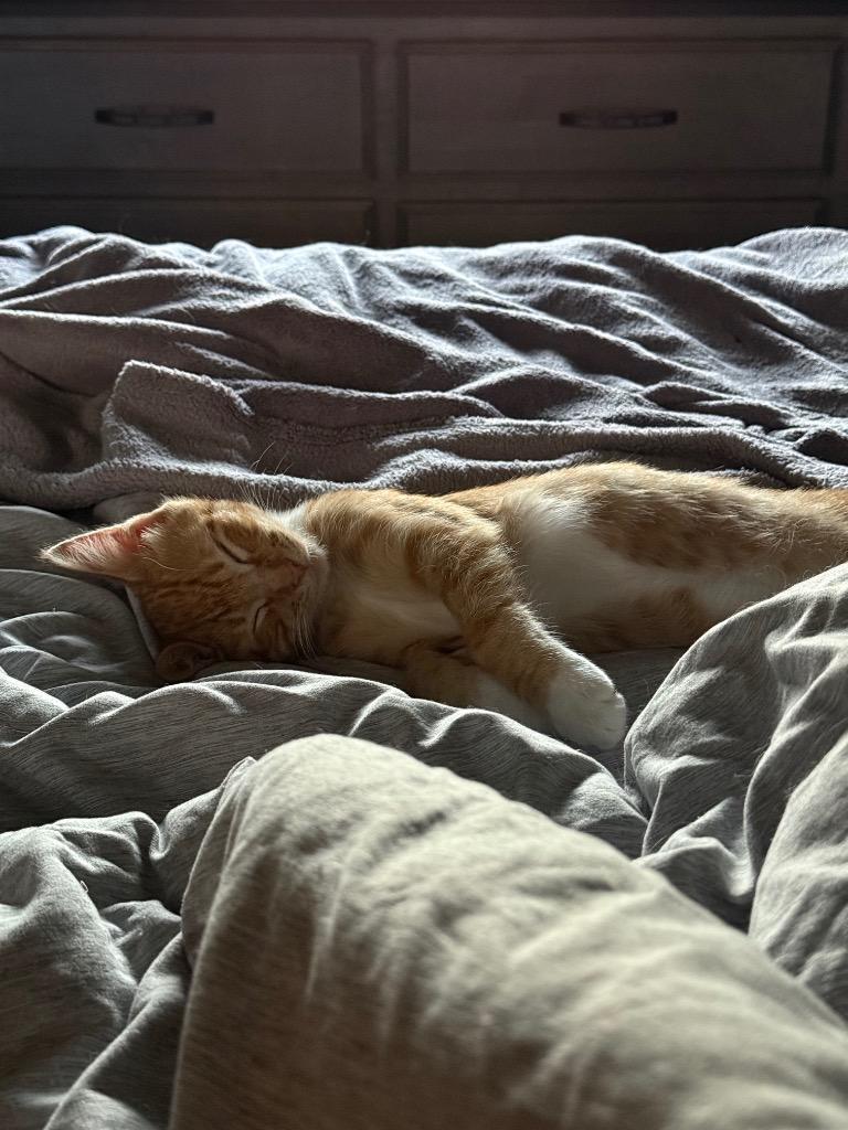 Apricot, Adoptable, Kitten Male Domestic Short Hair.