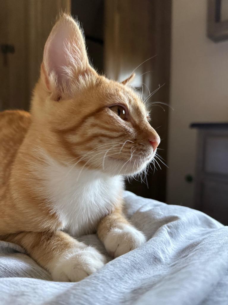 Enlarge Apricot, a Adoptable Domestic Short Hair in Meridian, ID image 2/5
