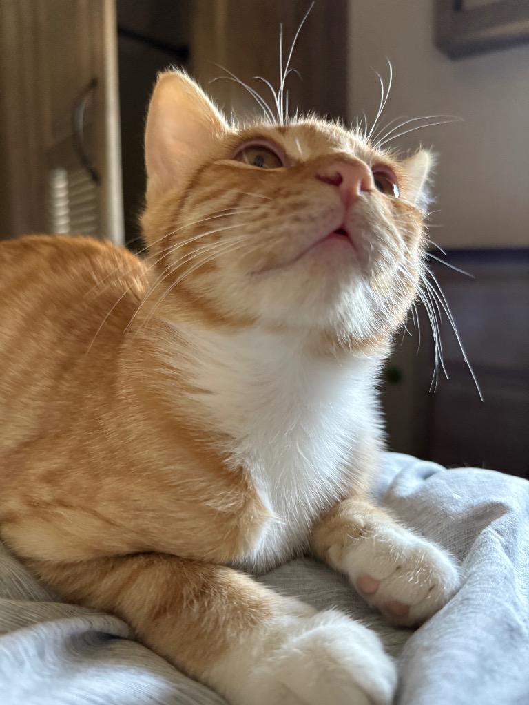 Enlarge Apricot, a Adoptable Domestic Short Hair in Meridian, ID image 4/5