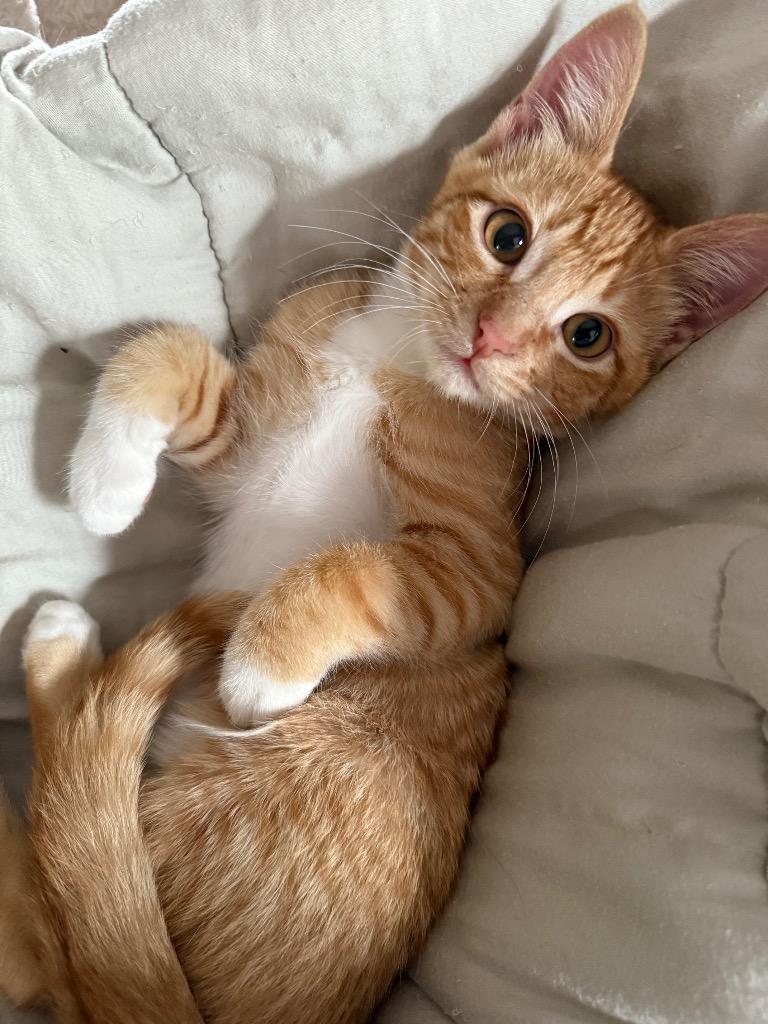 Enlarge Apricot, a Adoptable Domestic Short Hair in Meridian, ID image 5/5