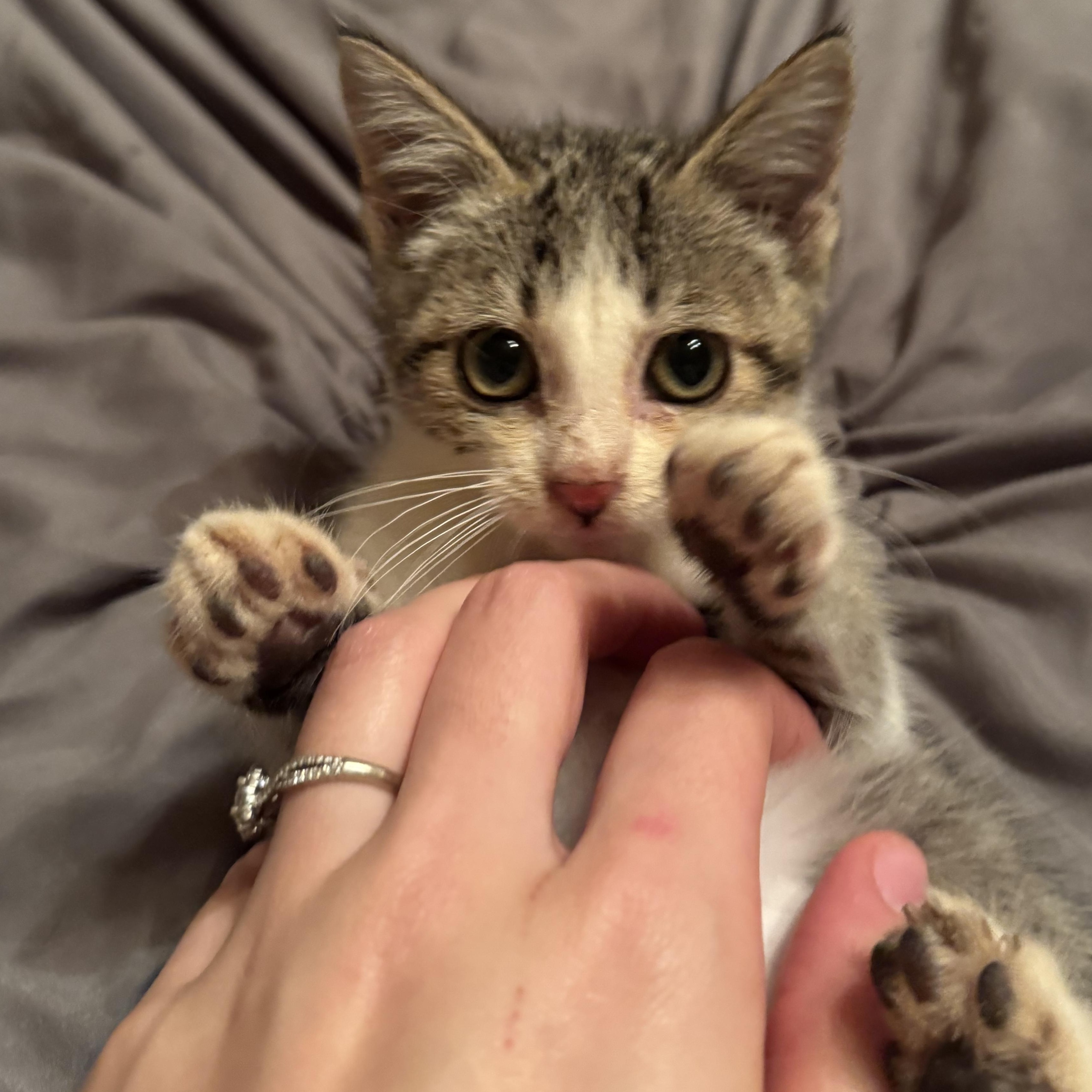 Puurada, adopted, Kitten Female Domestic Short Hair.