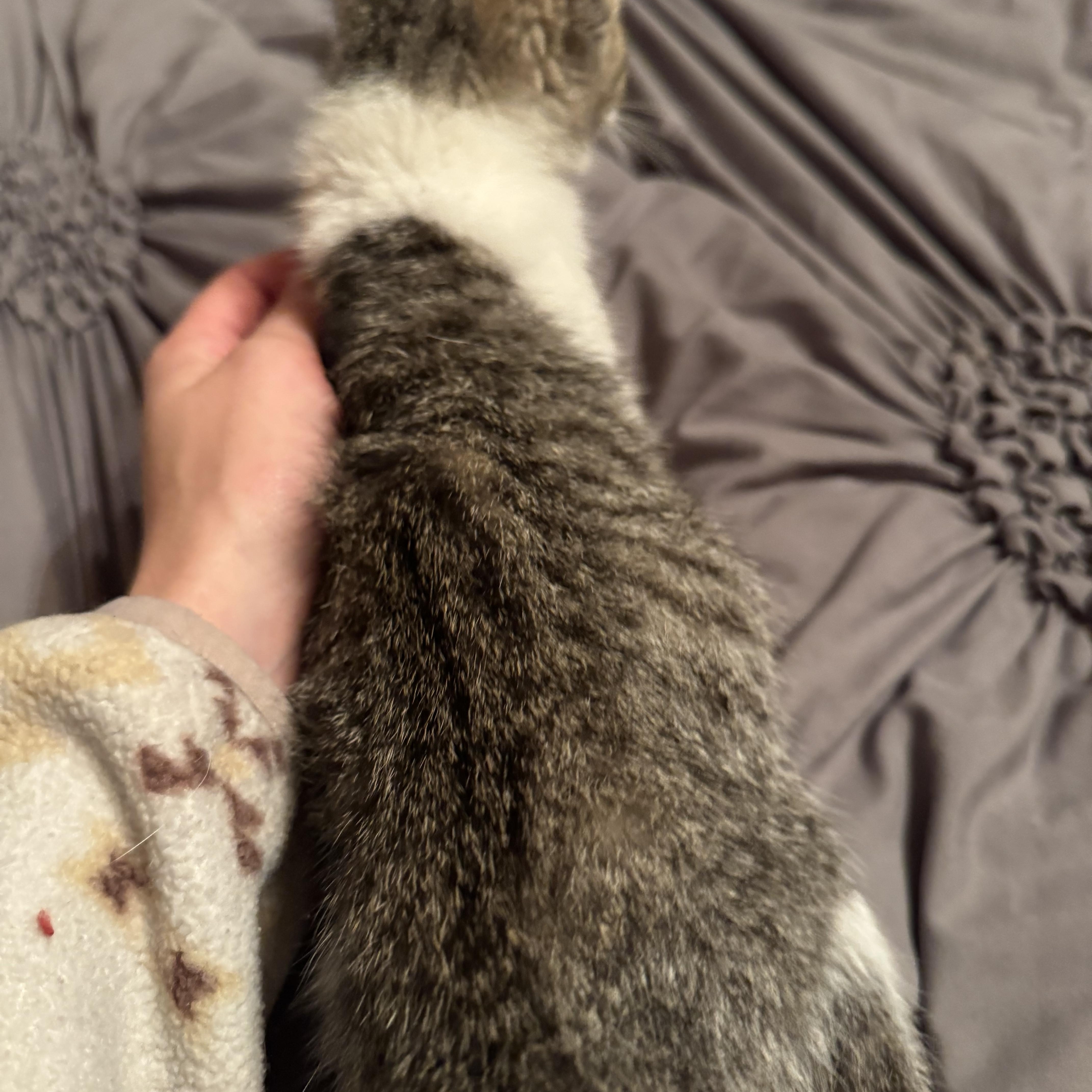 Enlarge Puurada, an adopted mixed breed in Pottsboro, TX image 3/3