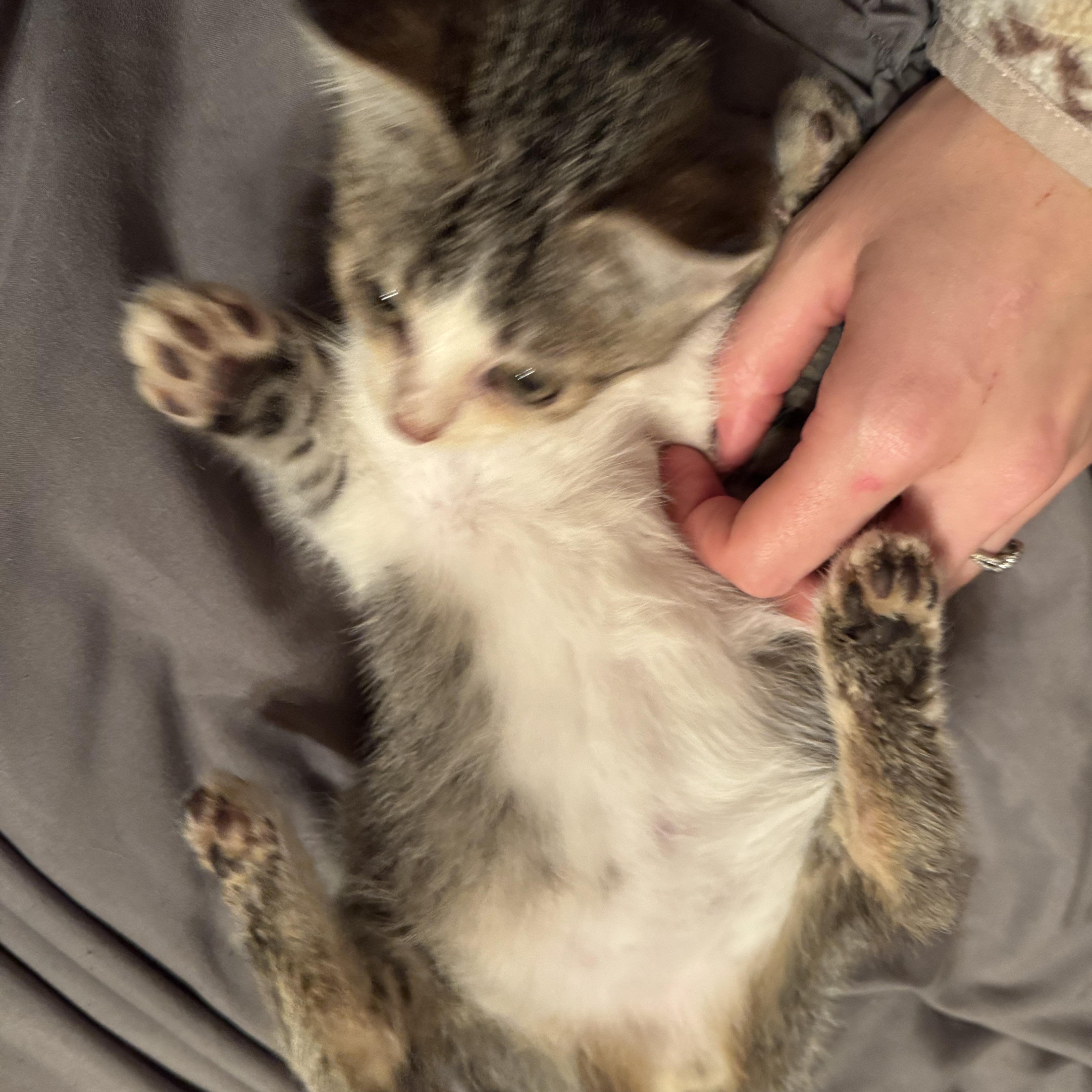 Enlarge Puurada, an adopted mixed breed in Pottsboro, TX image 2/3