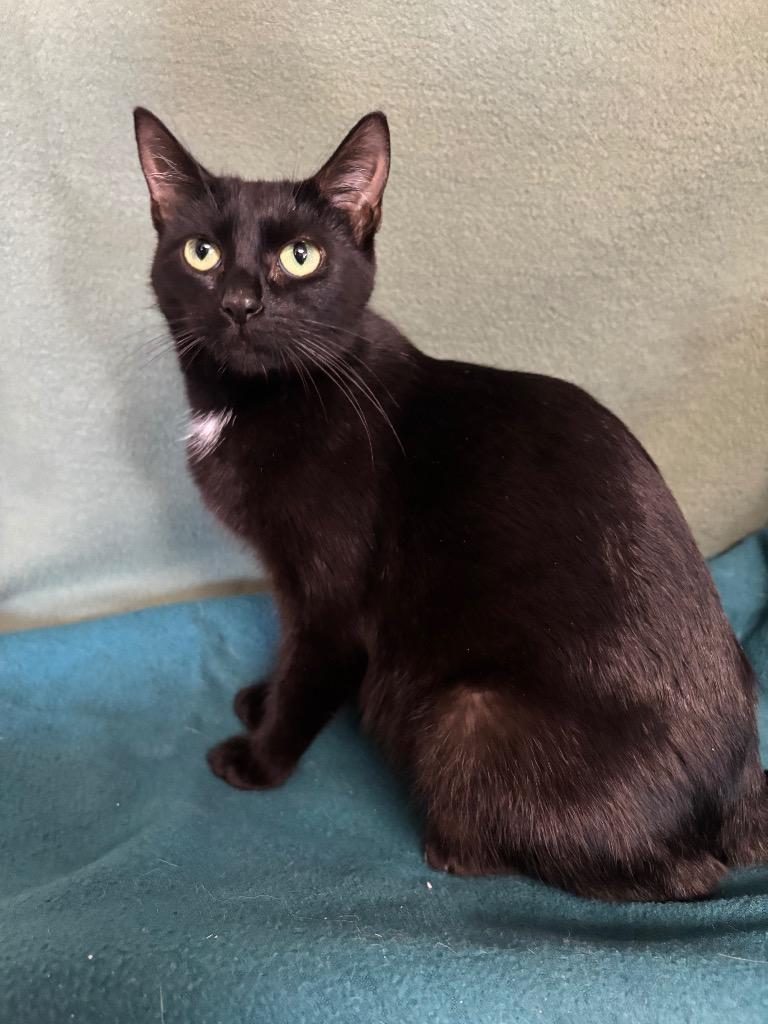 Enlarge Mystic, a Adoptable mixed breed in Wabash, IN image 1/1