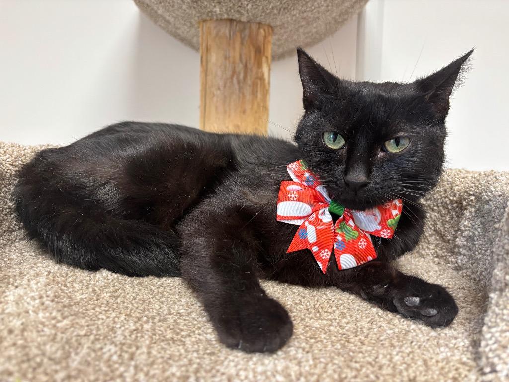 Enlarge Mystic, a Adoptable mixed breed in Wabash, IN image 1/1