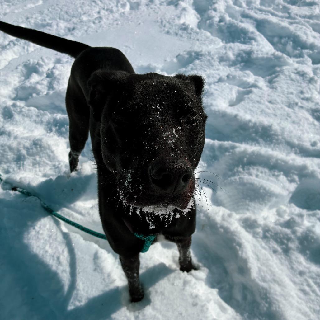 Enlarge Titus, a Adoptable mixed breed in Norman, OK image 1/5