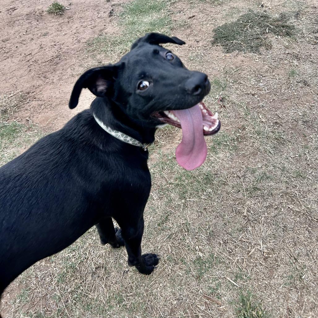Titus, a Adoptable mixed breed in Norman, OK image 1/2