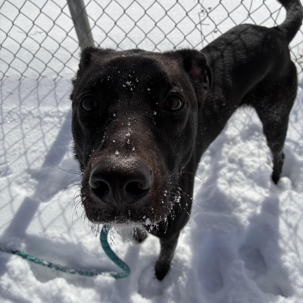 Enlarge Titus, a Adoptable mixed breed in Norman, OK image 3/5