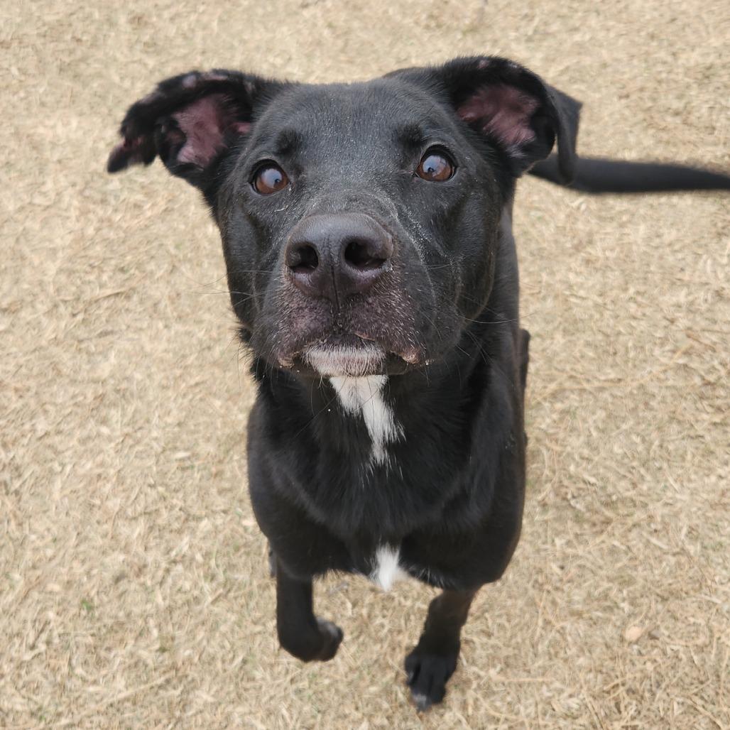 Titus, a Adoptable mixed breed in Norman, OK image 2/2