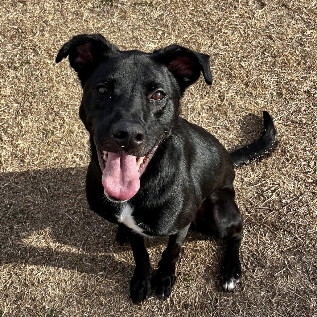 Enlarge Titus, a Adoptable mixed breed in Norman, OK image 3/3